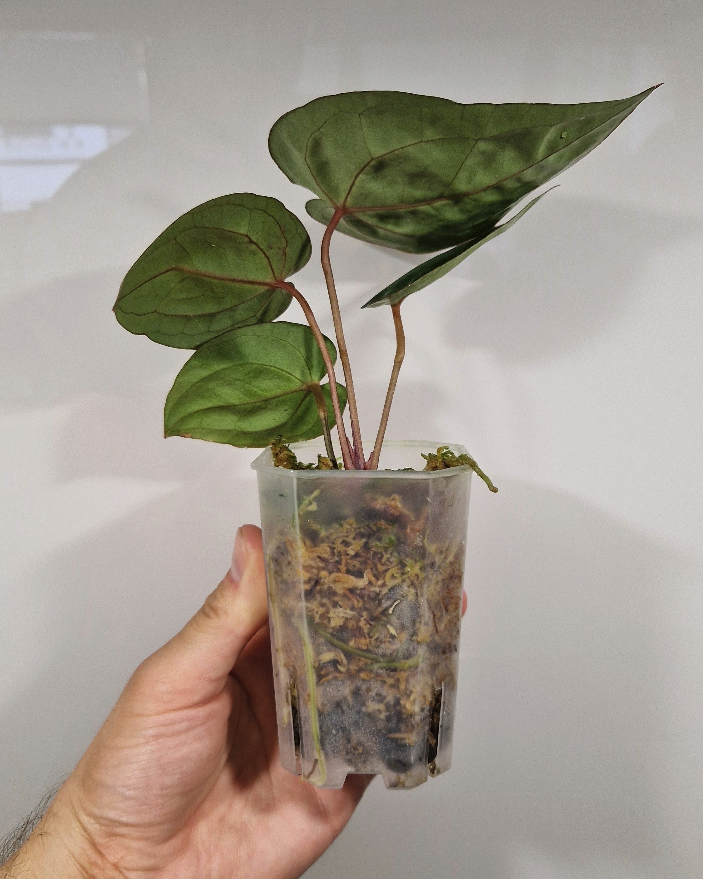 Anthurium 'Bloodmoon'
