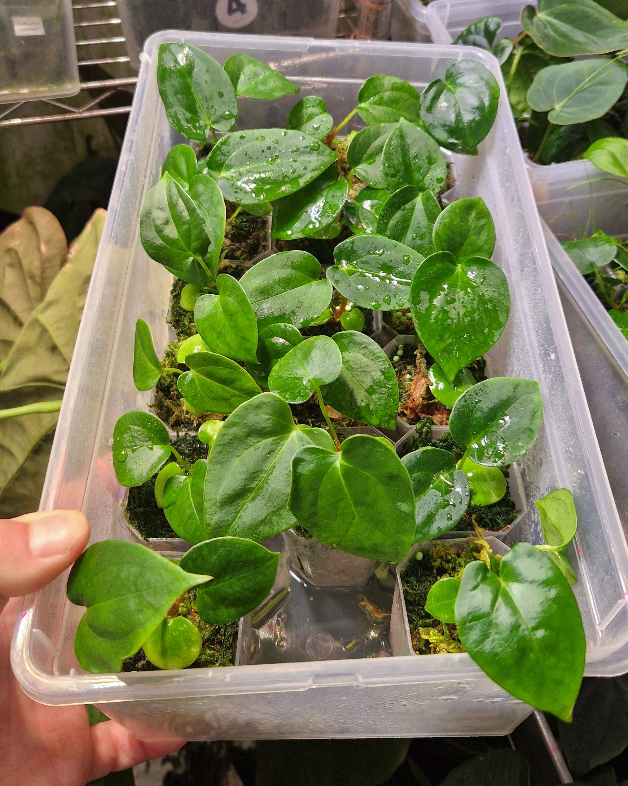 Anthurium papillilaminum Fort Sherman x carlablackiae T5