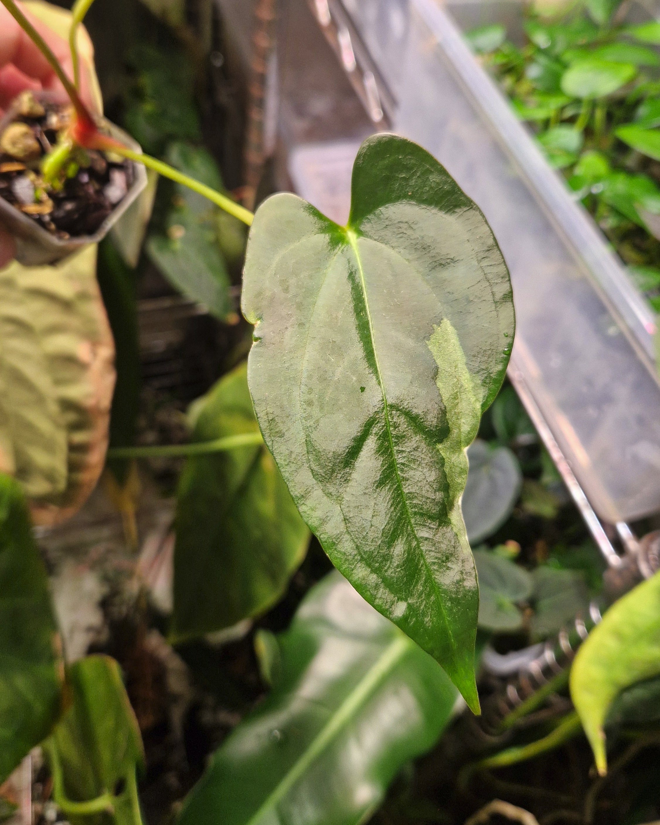 Anthurium magnificum x papillilaminum Daniel