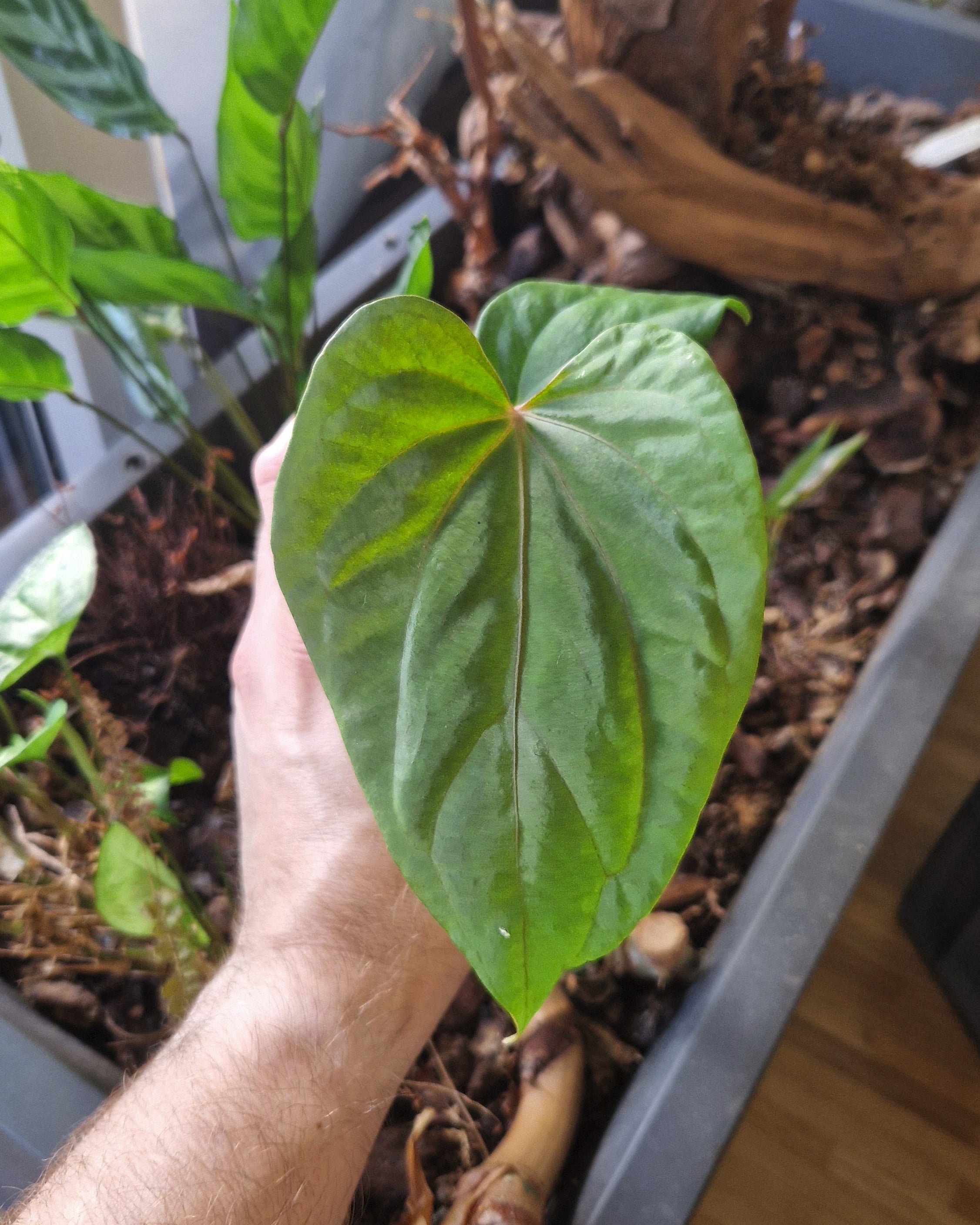 Anthurium (papillilaminum Daniel x besseae aff) wide x kunayalense T1