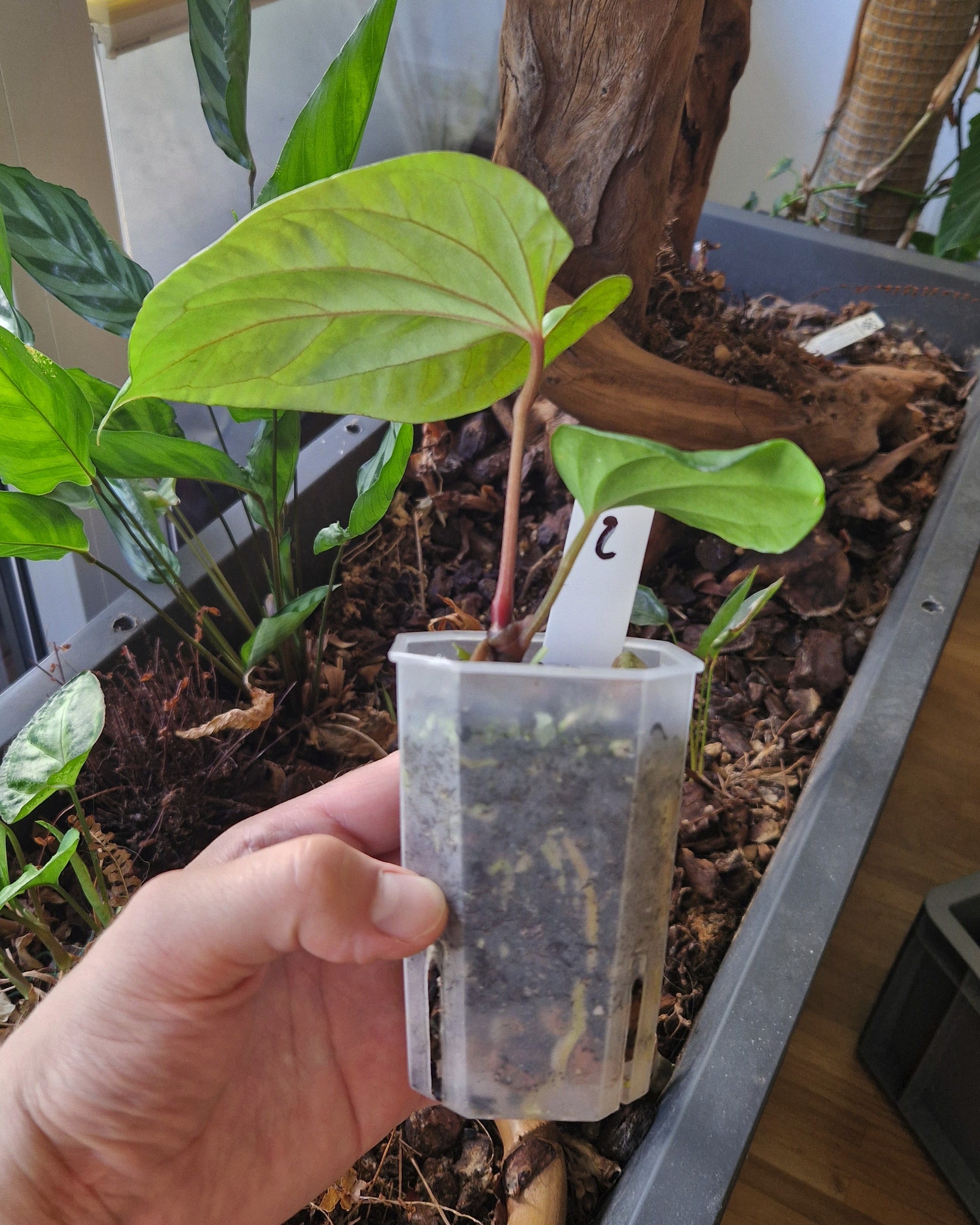 Anthurium (papillilaminum Daniel x besseae aff) wide x kunayalense T1