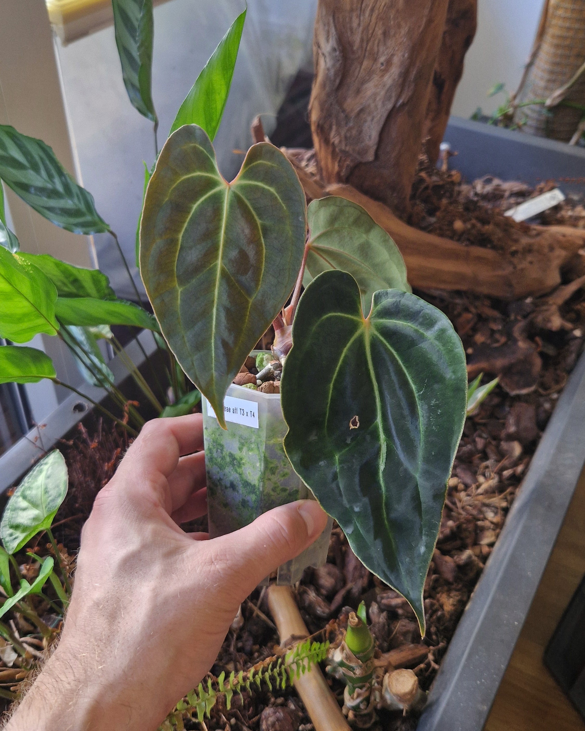Anthurium besseae aff T3 x T4