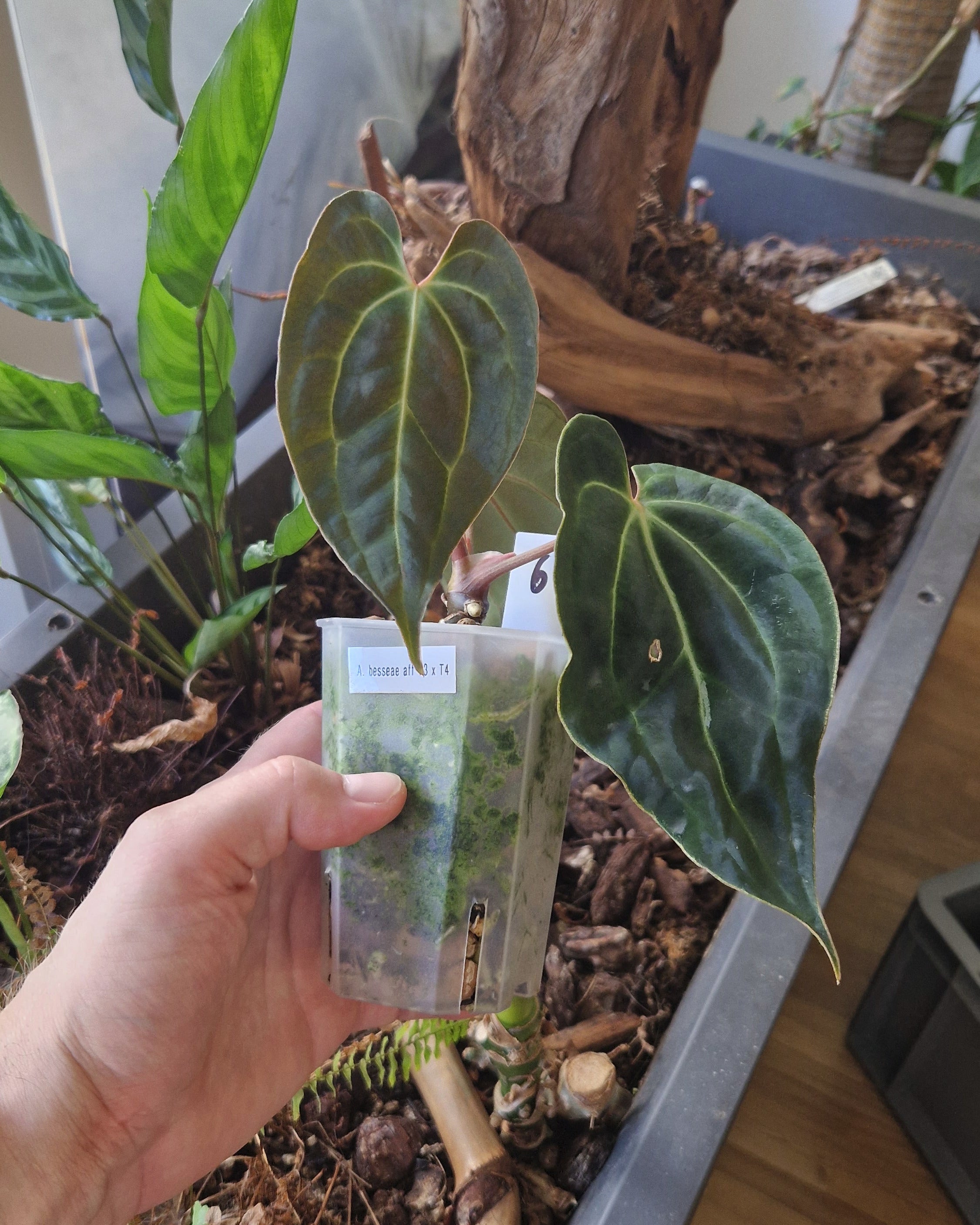 Anthurium besseae aff T3 x T4