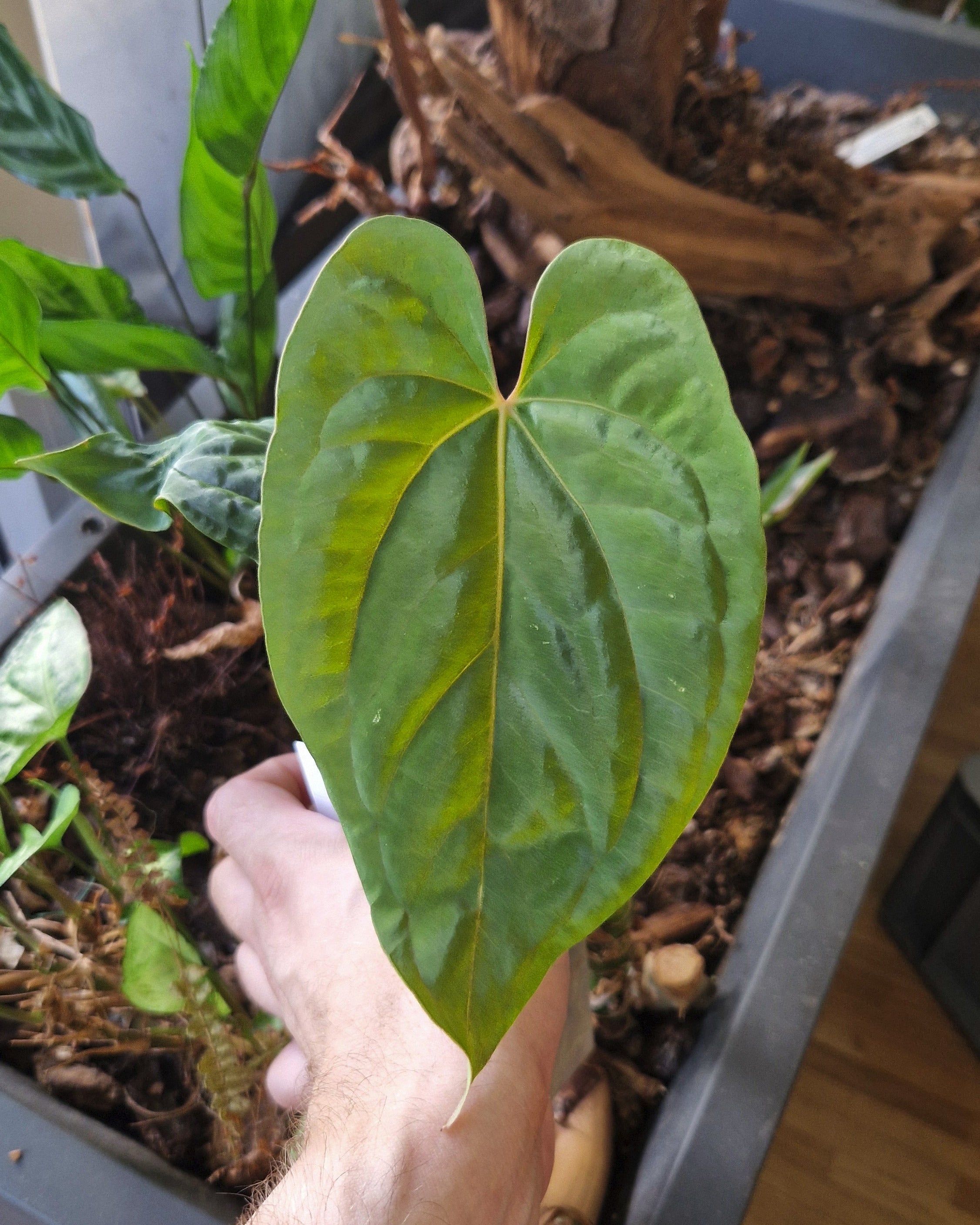 Anthurium papillilaminum T15 x kunayalense T1