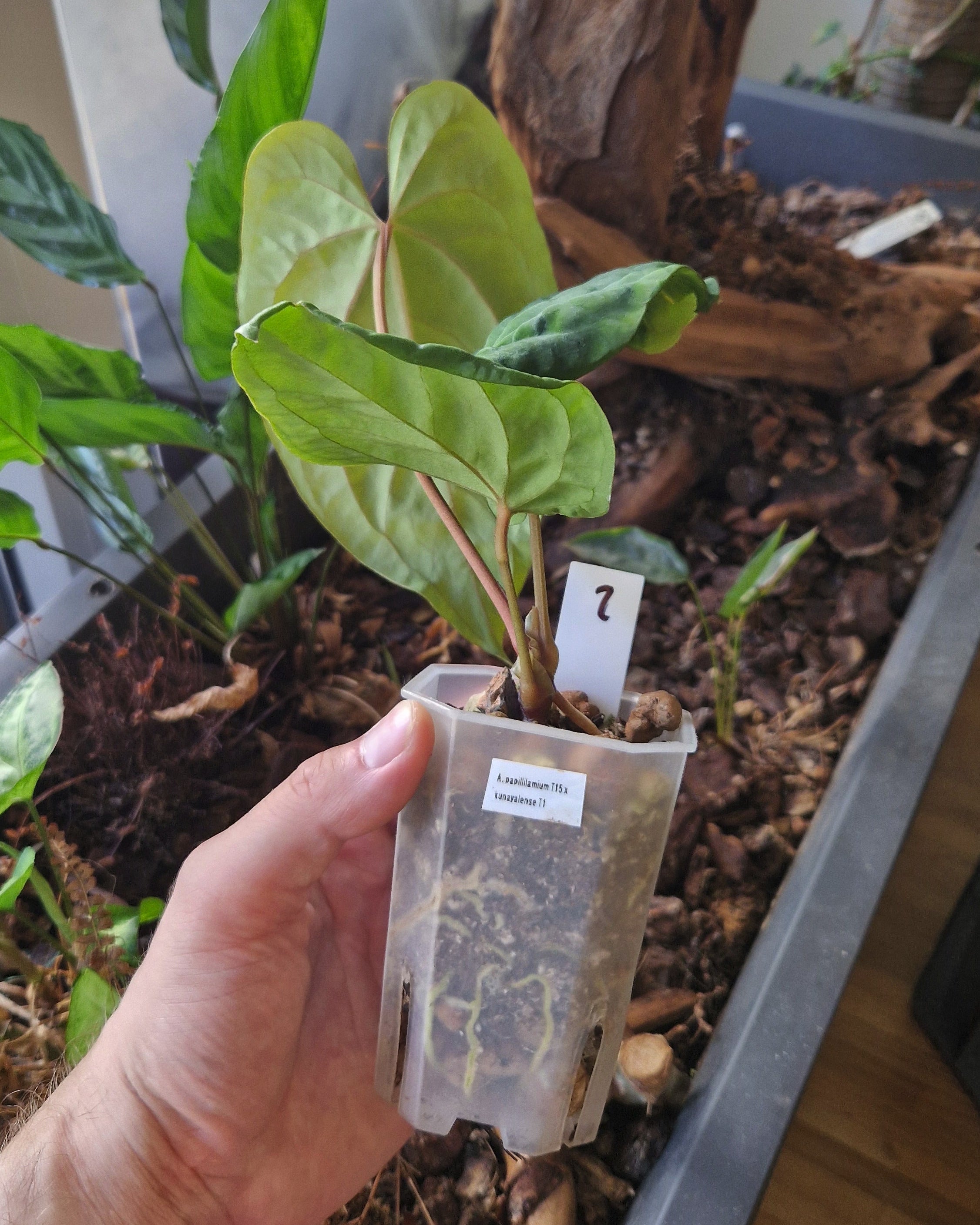 Anthurium papillilaminum T15 x kunayalense T1