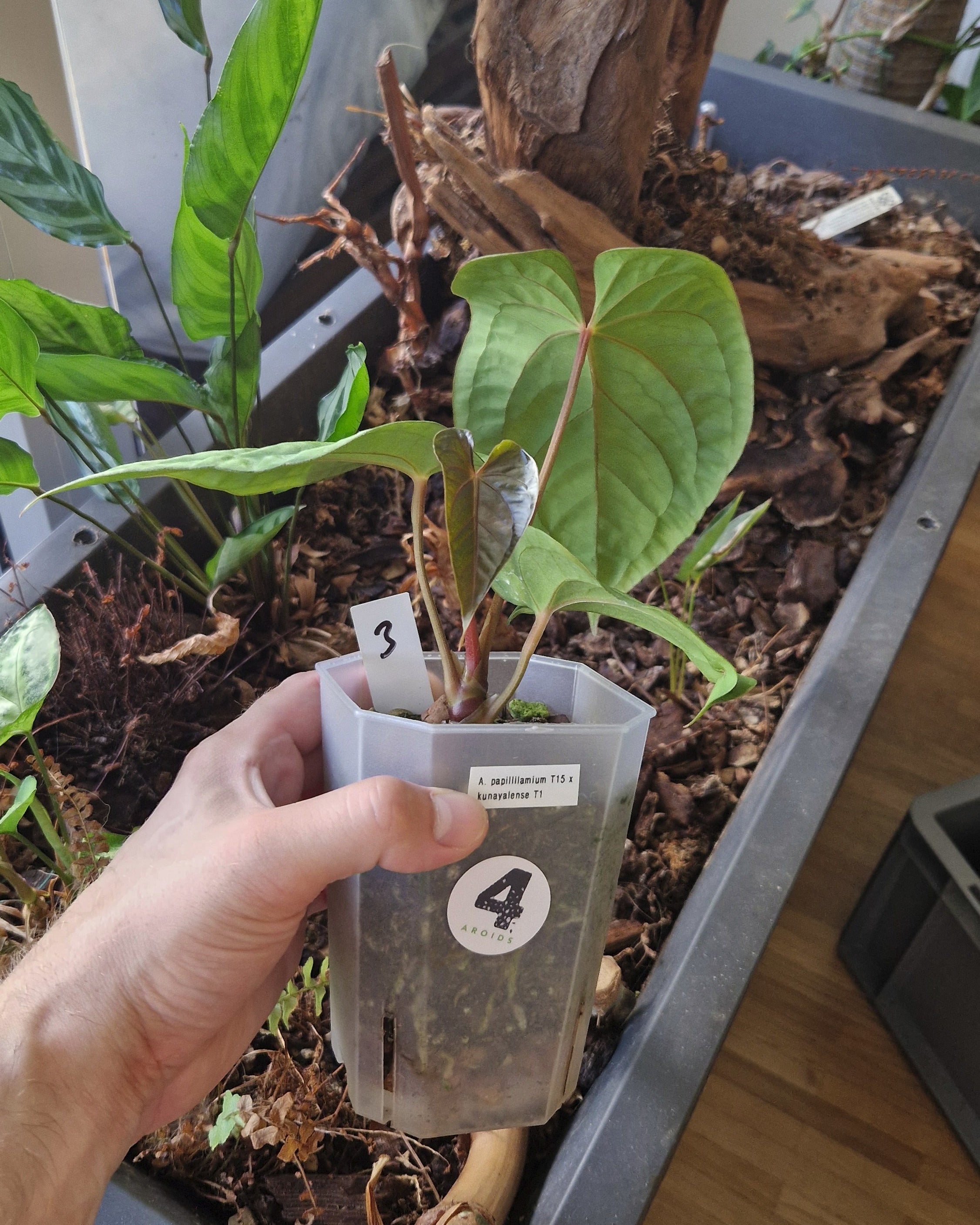 Anthurium papillilaminum T15 x kunayalense T1