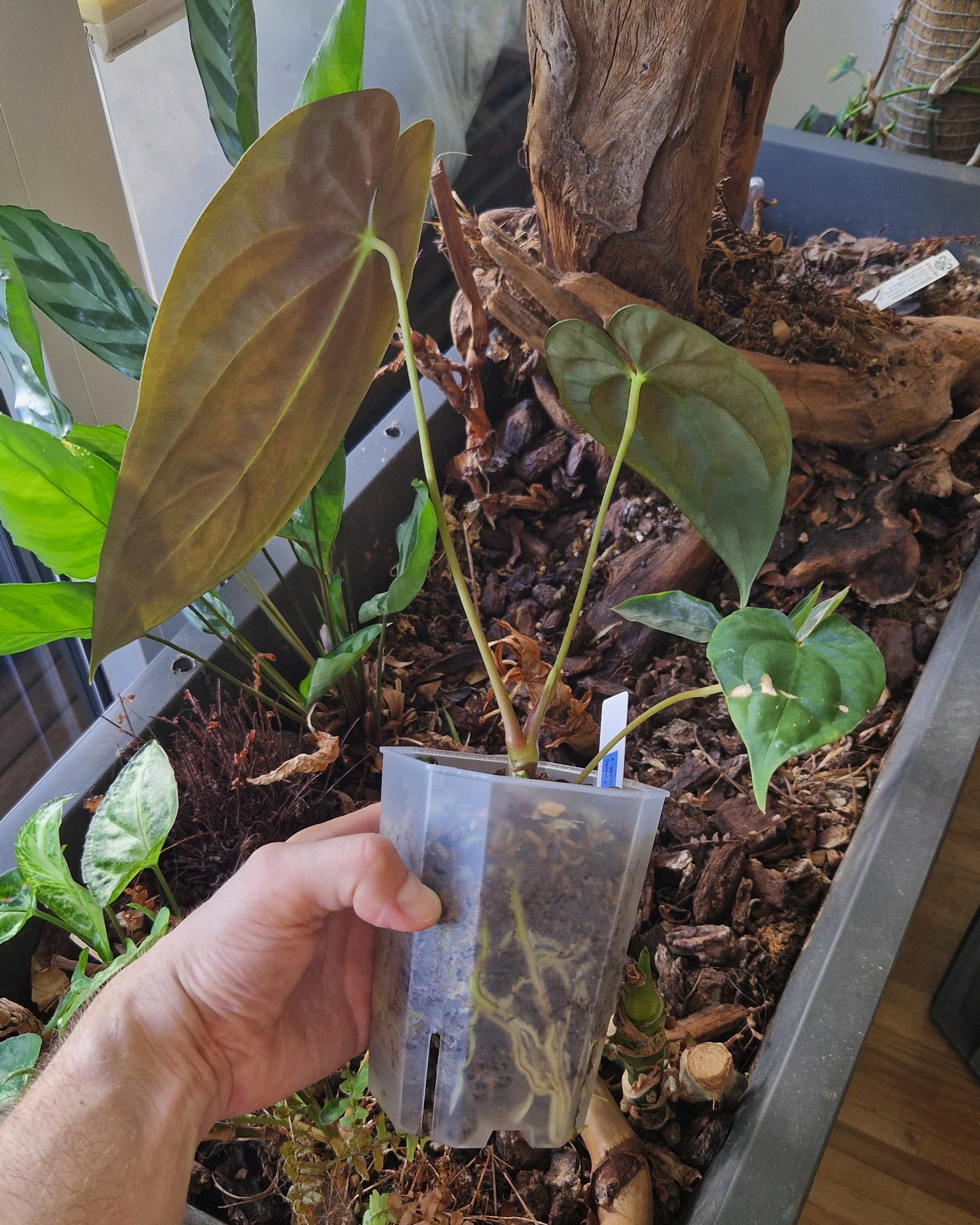 Anthurium papillilaminum Daniel x papillilaminum T5