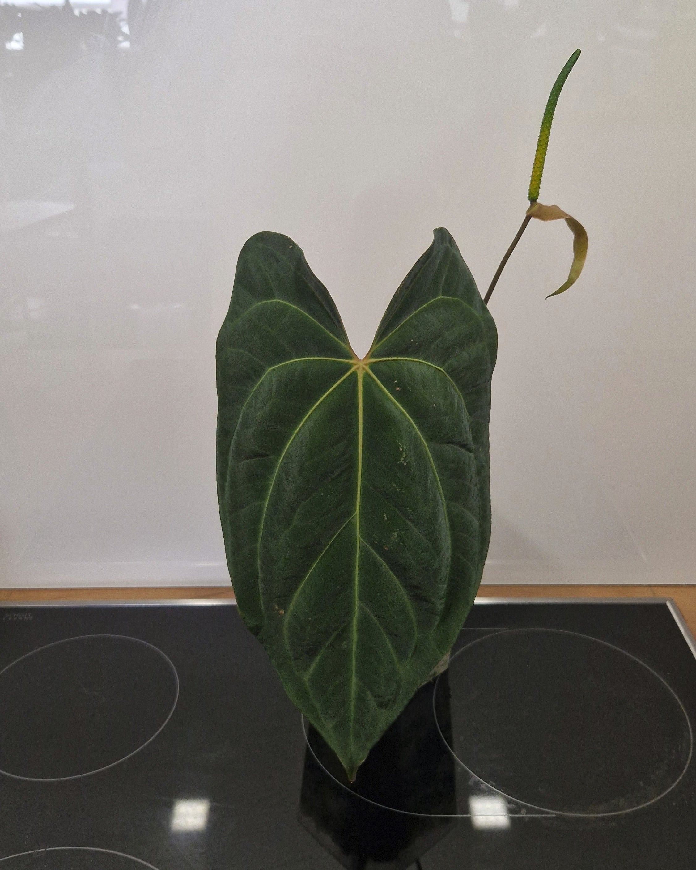 Anthurium besseae aff x papillilaminum Daniel