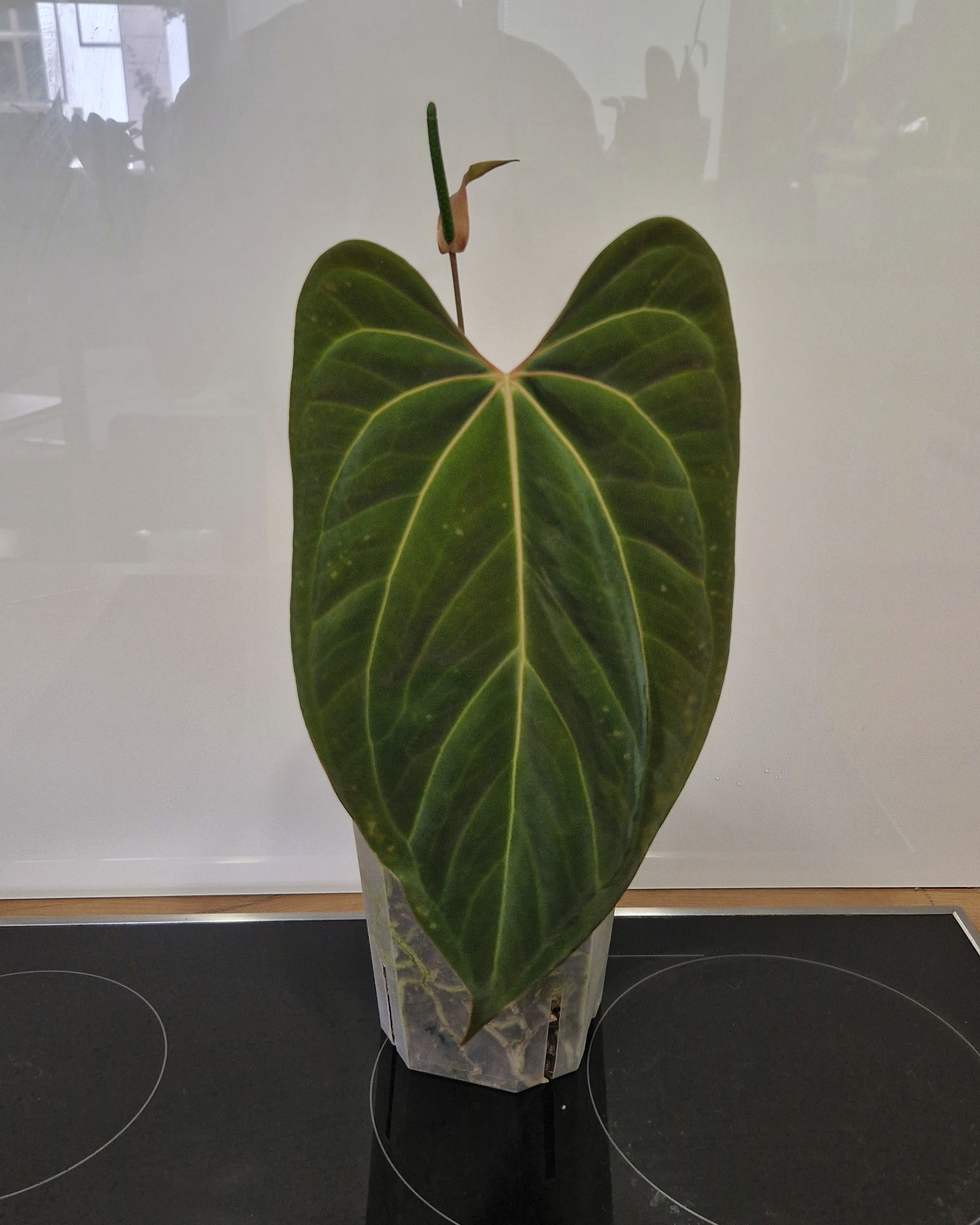 Anthurium besseae aff x papillilaminum Daniel