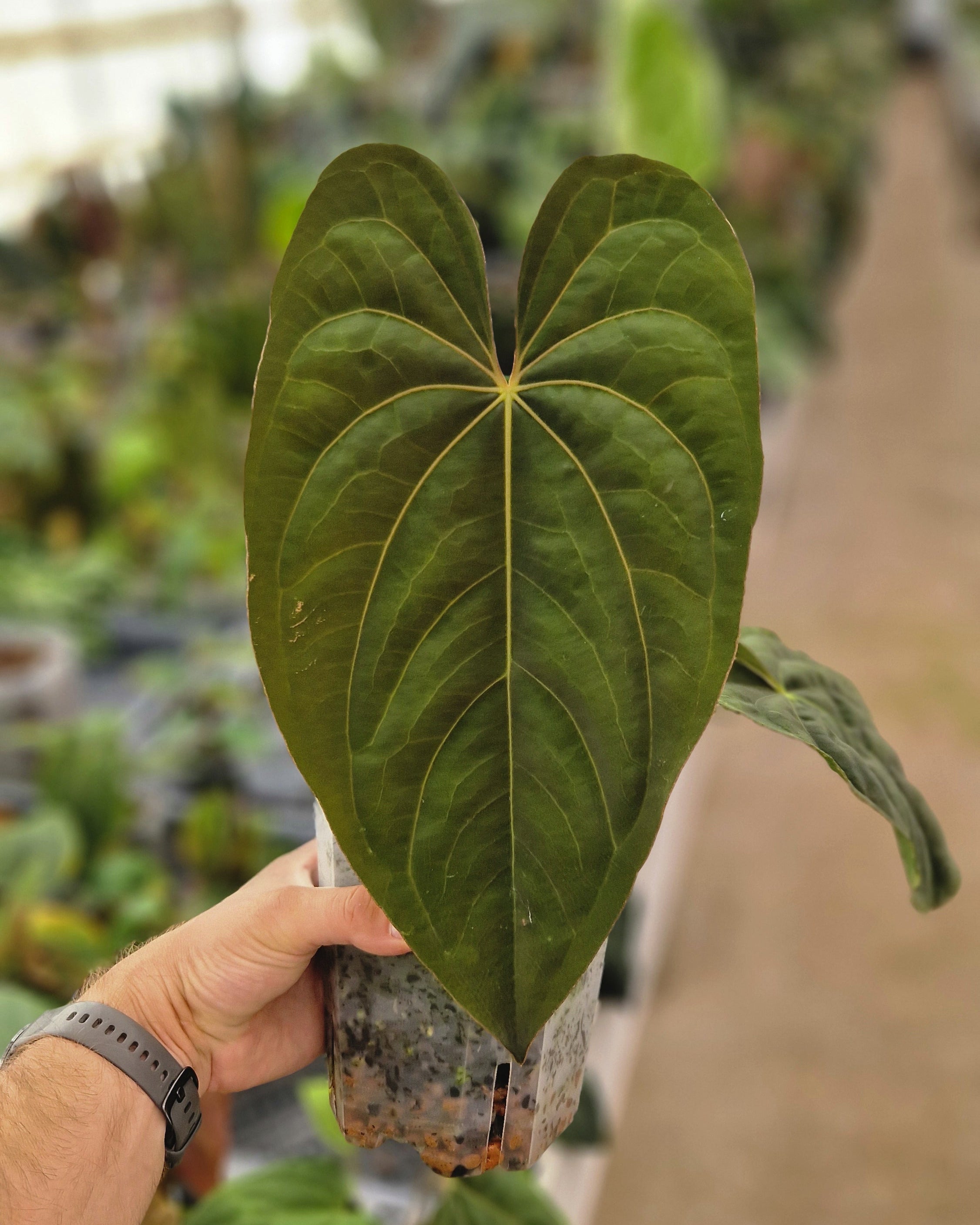 Anthurium papillilaminum 'Daniel' x dressleri T1