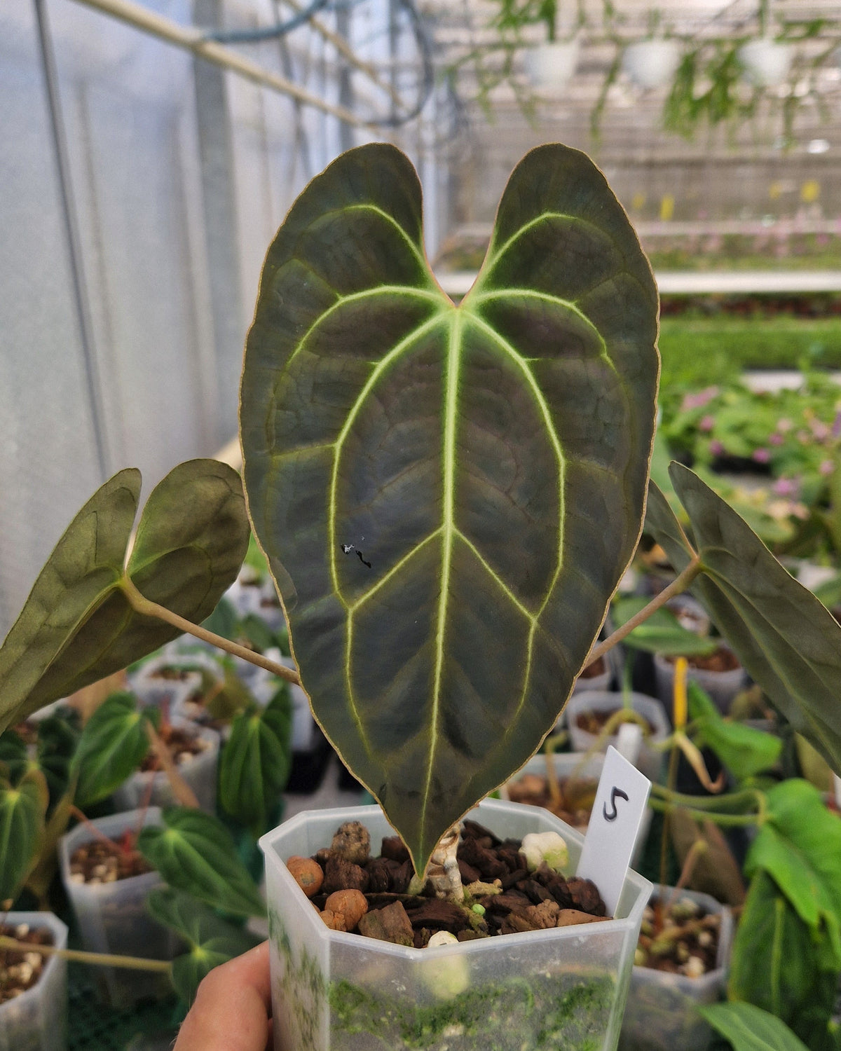 Anthurium besseae aff T3 x T4