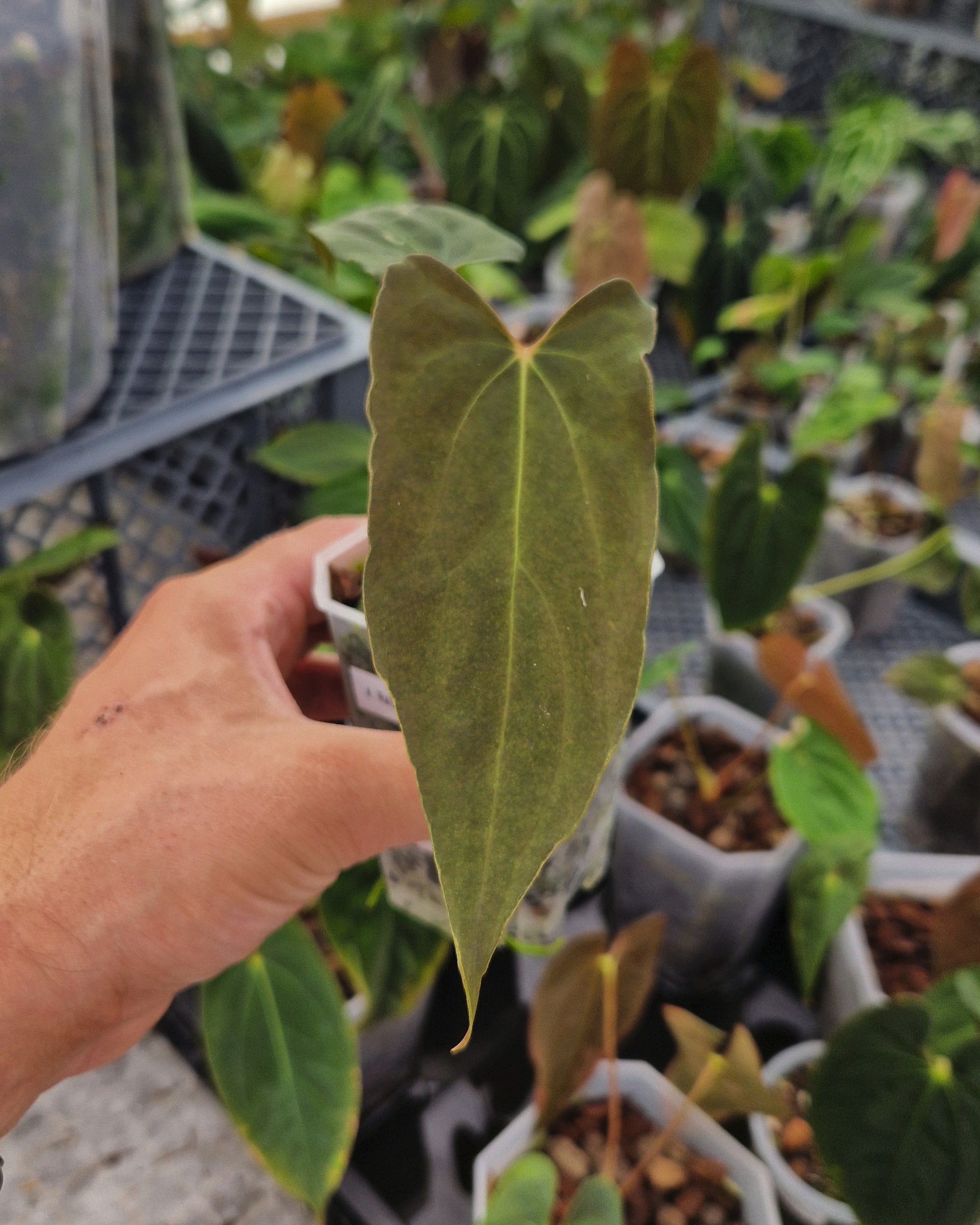 Anthurium papillilaminum Ralph Lynam S1