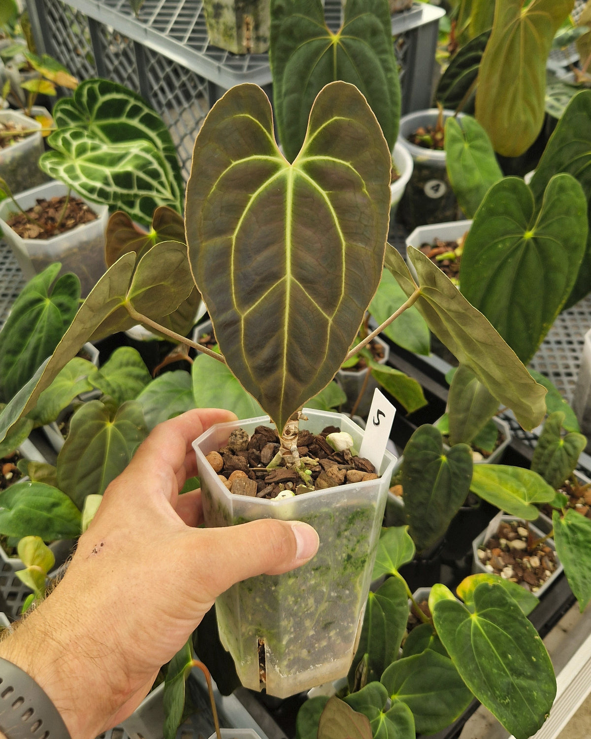 Anthurium besseae aff T3 x T4