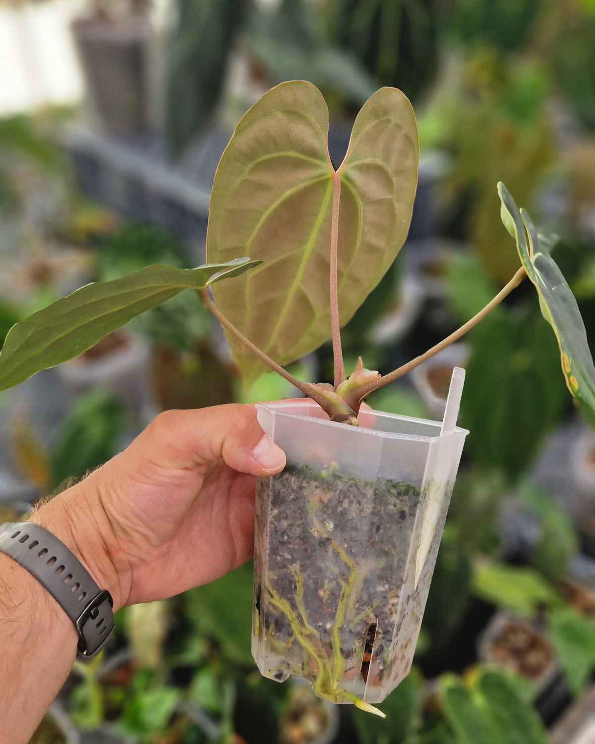 Anthurium besseae aff T3 x T4