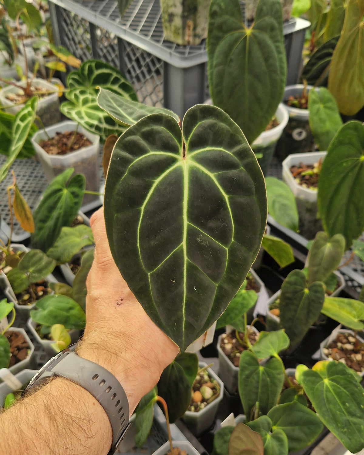Anthurium besseae aff T3 x T4