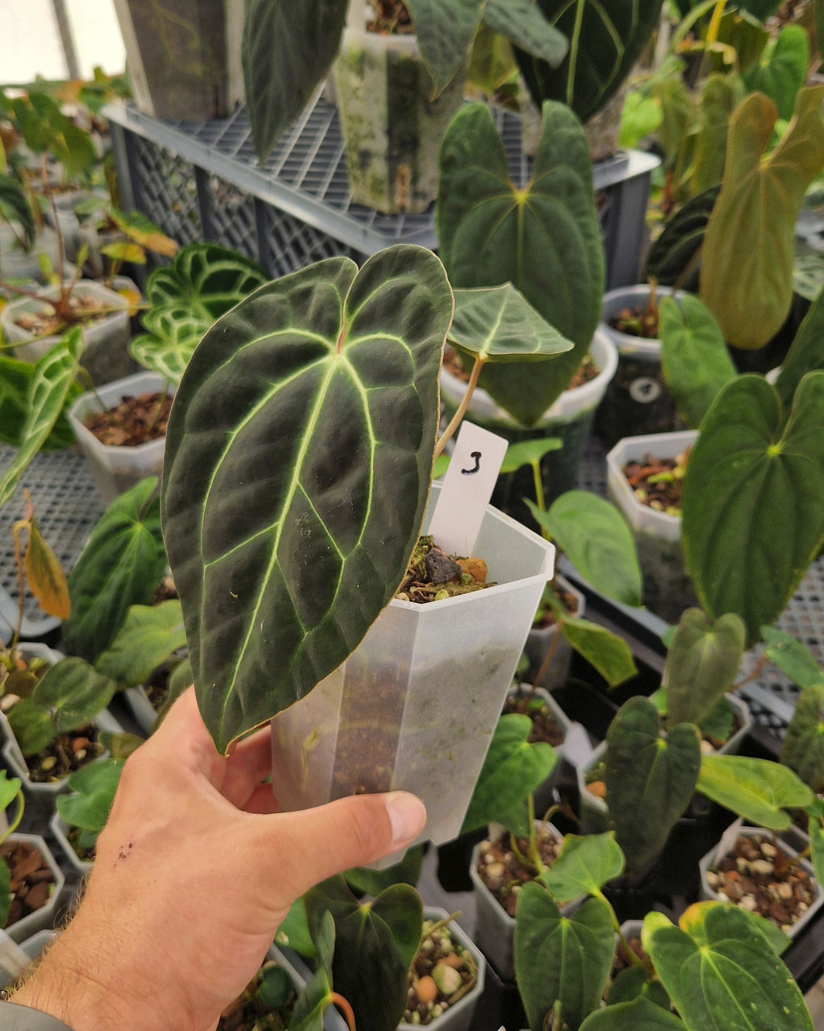 Anthurium besseae aff T3 x T4