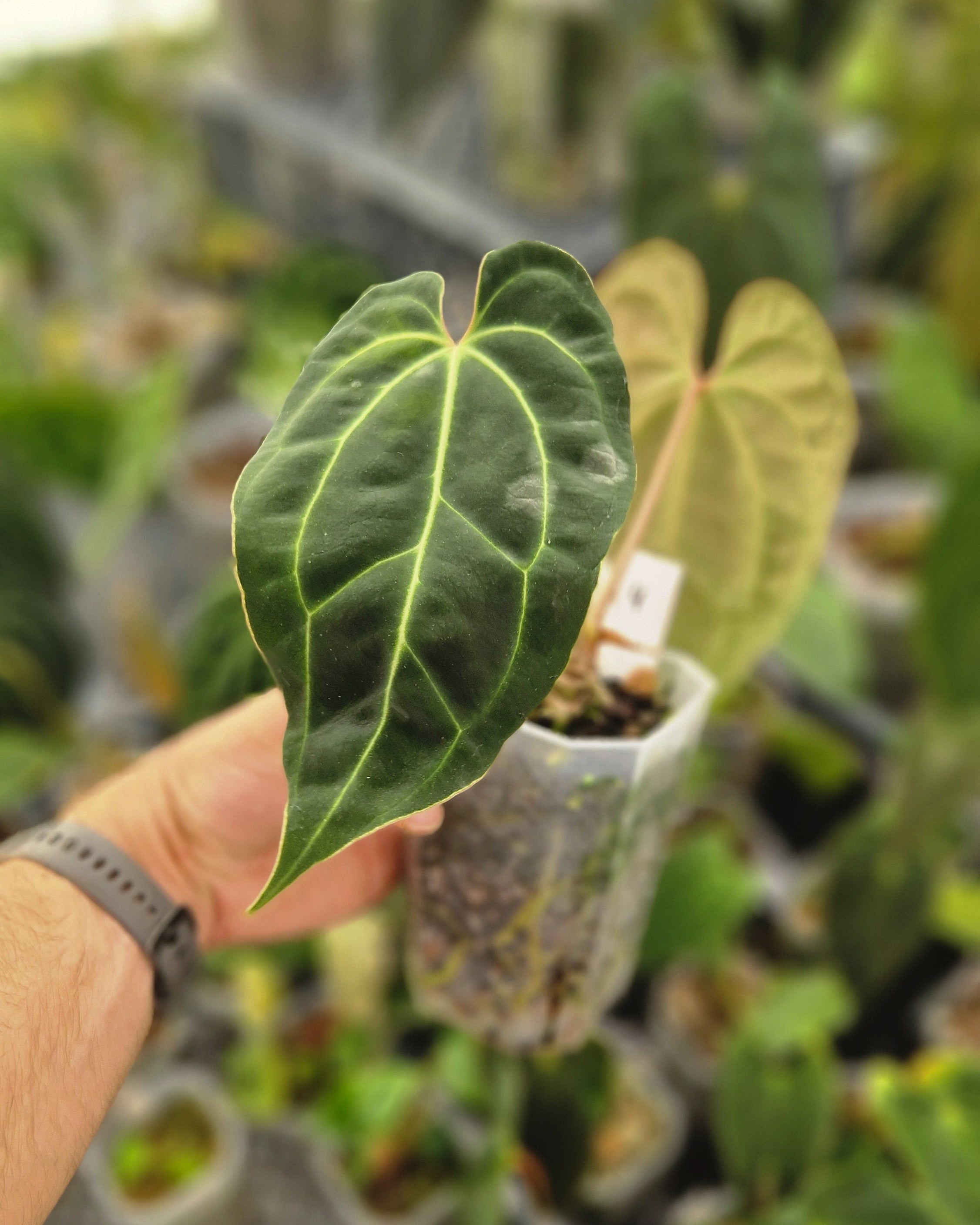 Anthurium besseae aff T3 x T4