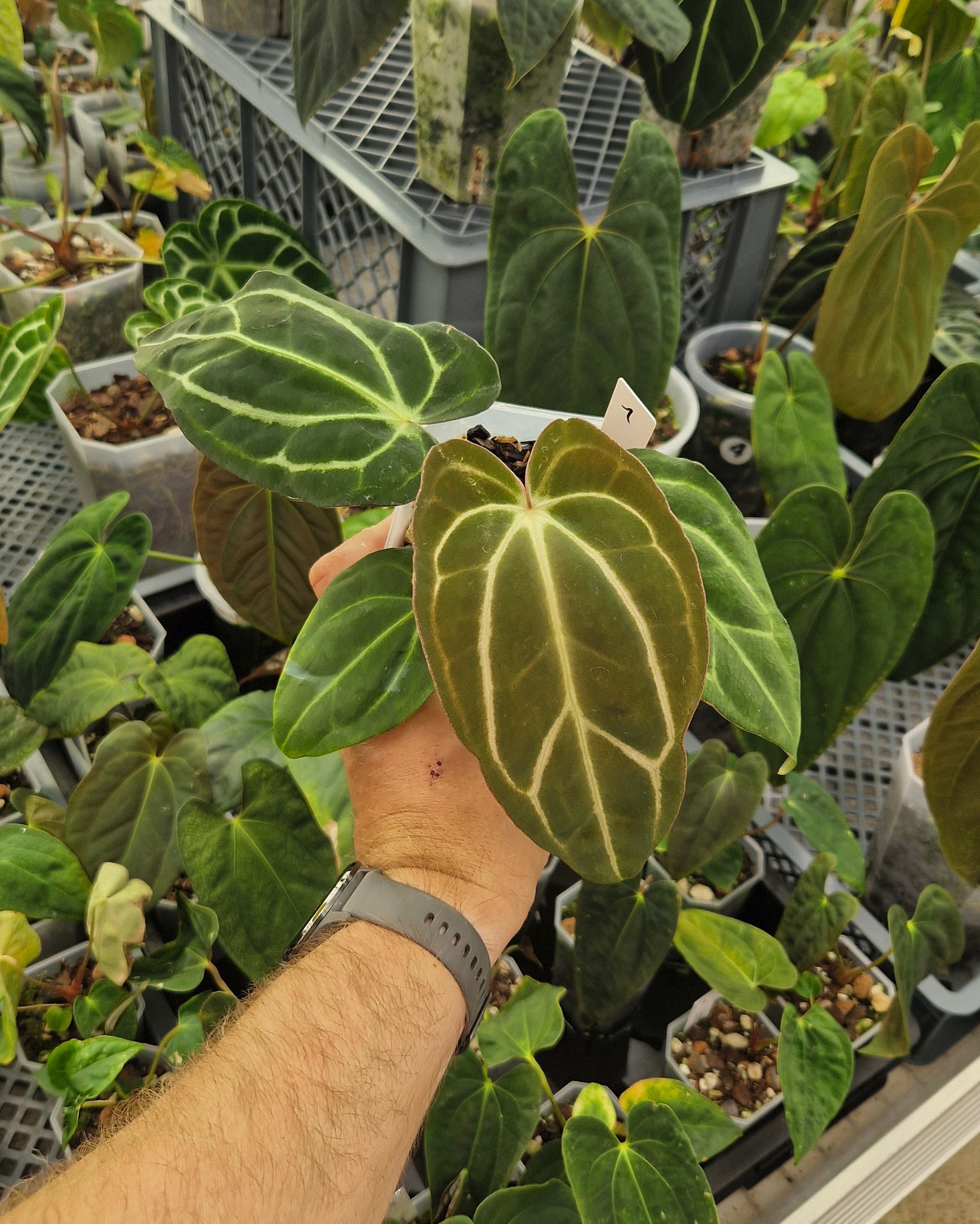 Anthurium carlablackiae T2 x T5