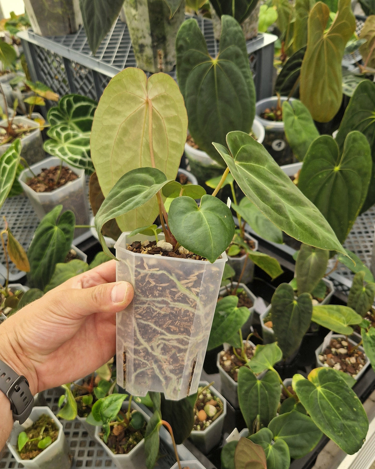 Anthurium 'blue papillilaminum' OG x 'Black Widow x Michelle'