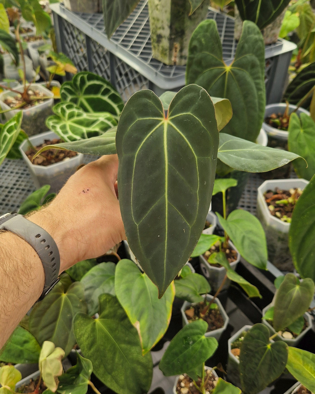 Anthurium 'blue papillilaminum' OG x 'Black Widow x Michelle'
