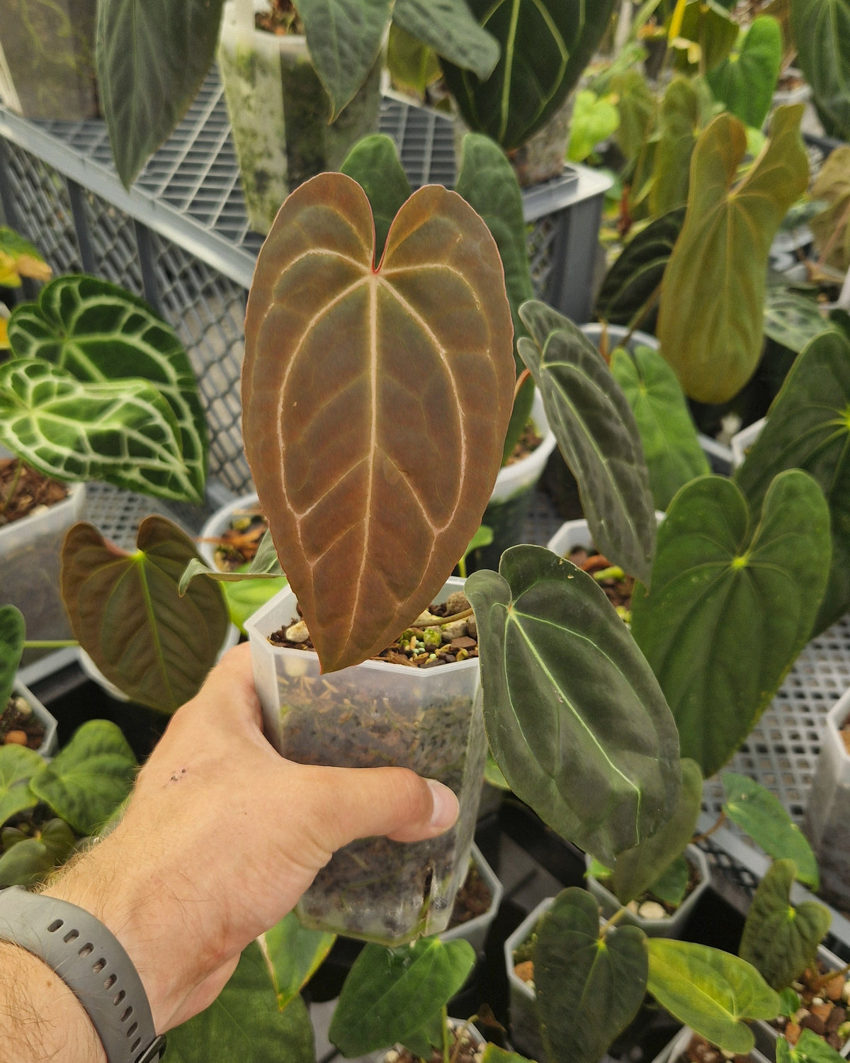Anthurium 'blue papillilaminum' OG x 'Black Widow x Michelle'