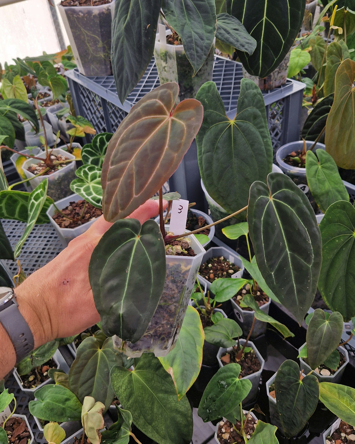 Anthurium 'blue papillilaminum' OG x 'Black Widow x Michelle'
