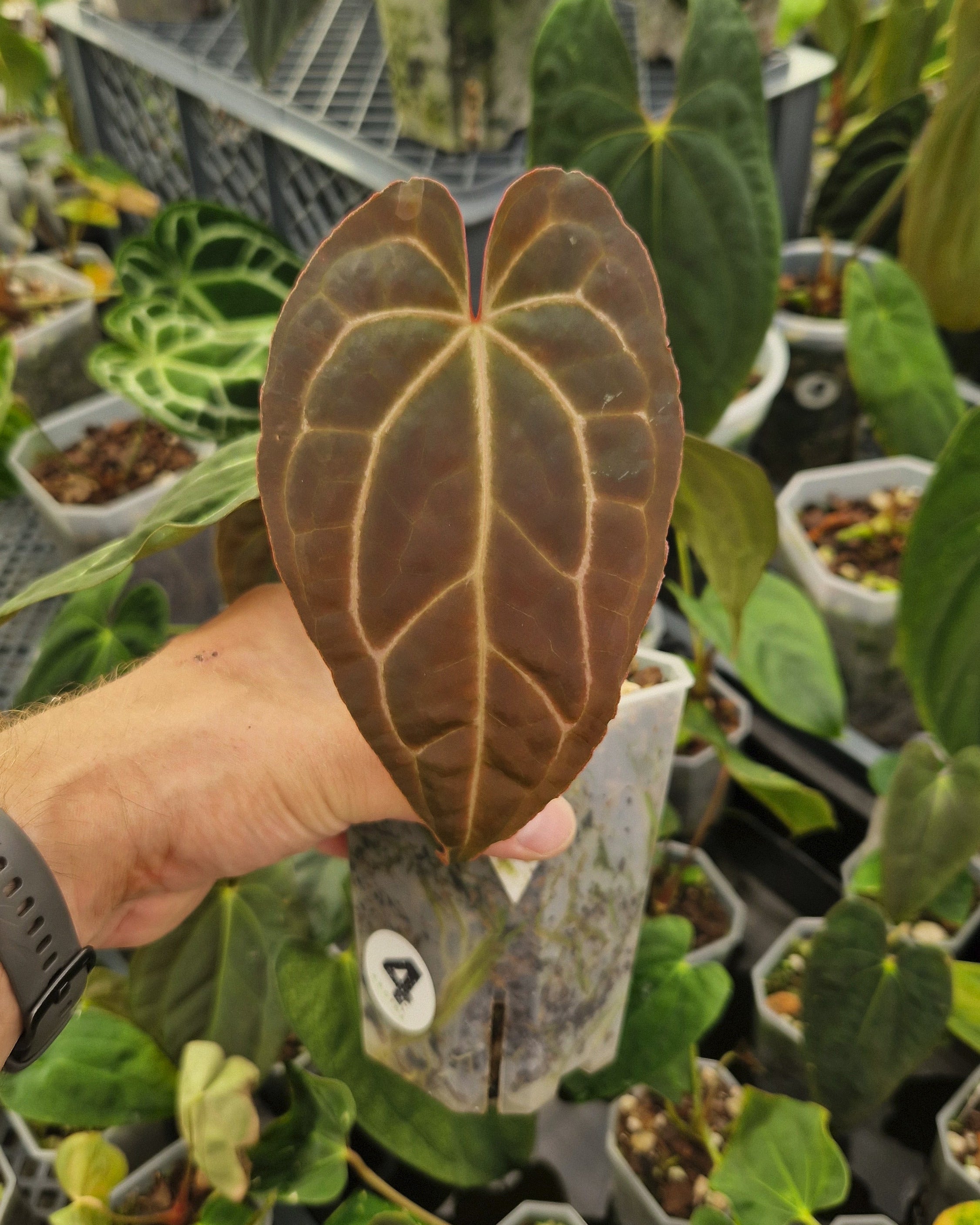 Anthurium 'blue papillilaminum' OG x 'Black Widow x Michelle'