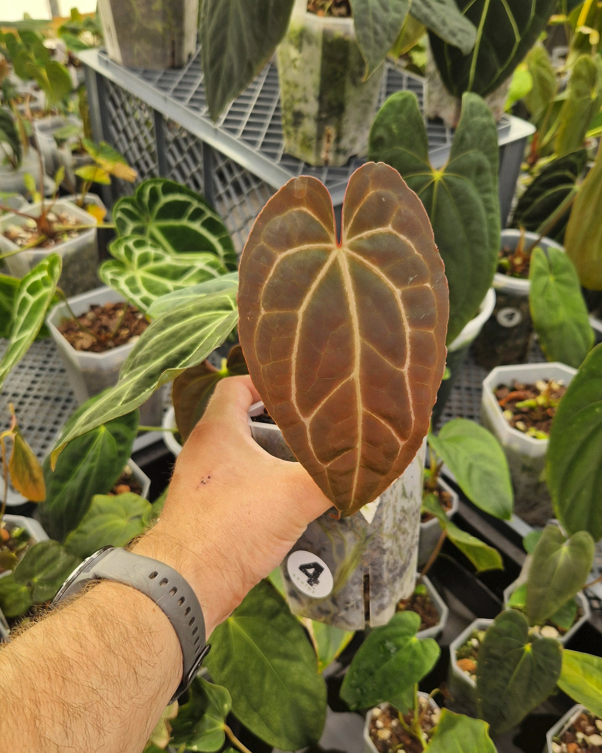 Anthurium 'blue papillilaminum' OG x 'Black Widow x Michelle'
