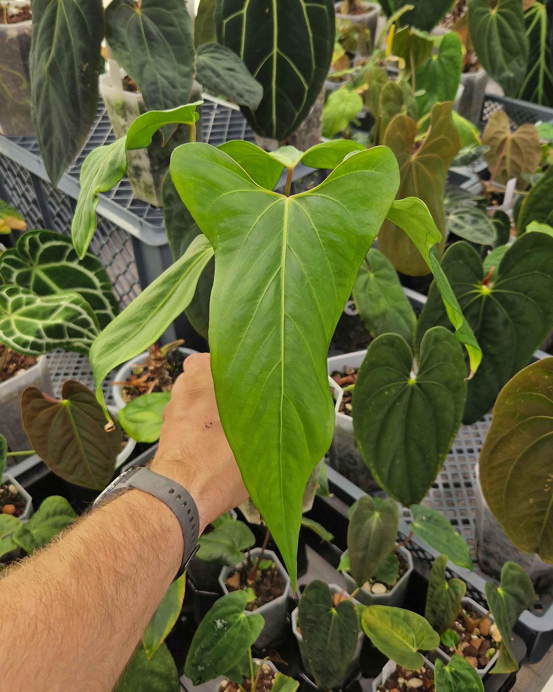 Anthurium ochranthum