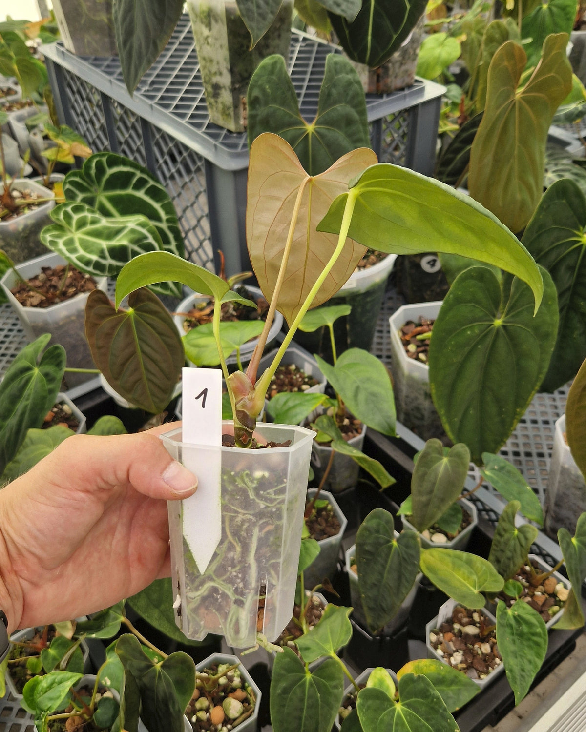 Anthurium papillilaminum Daniel x cerrocampanense wide sinus