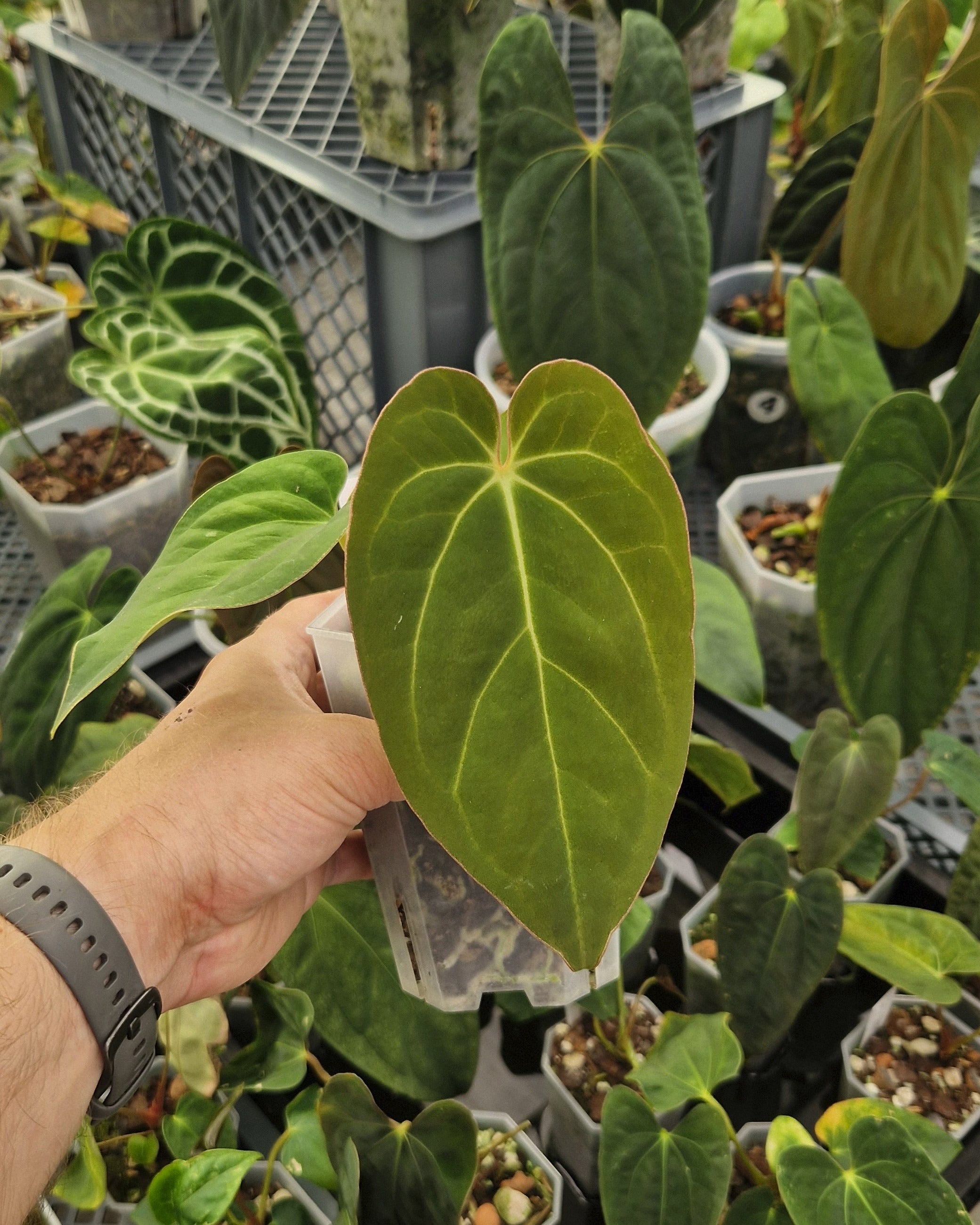 Anthurium crystallinum x dressleri aff