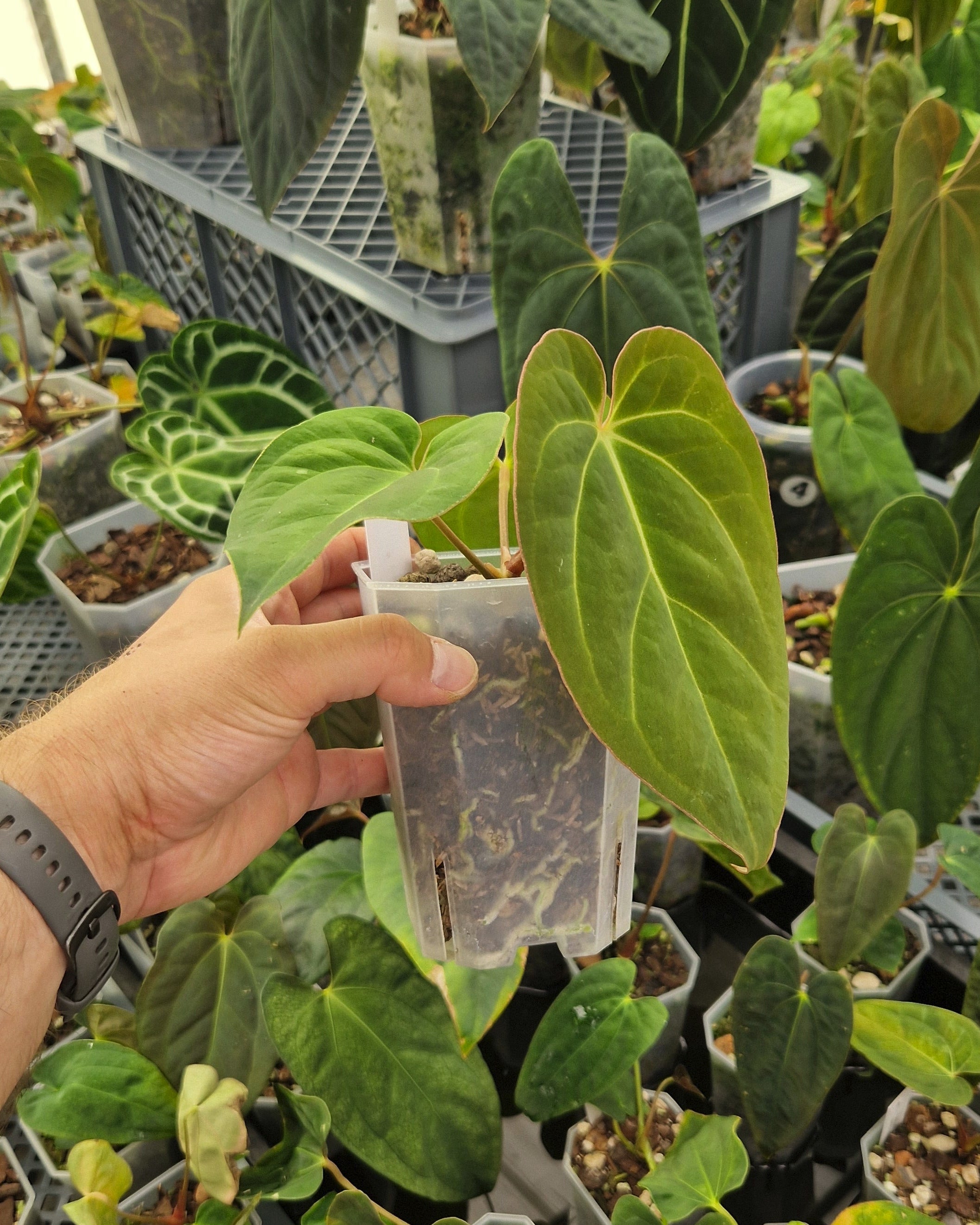 Anthurium crystallinum x dressleri aff