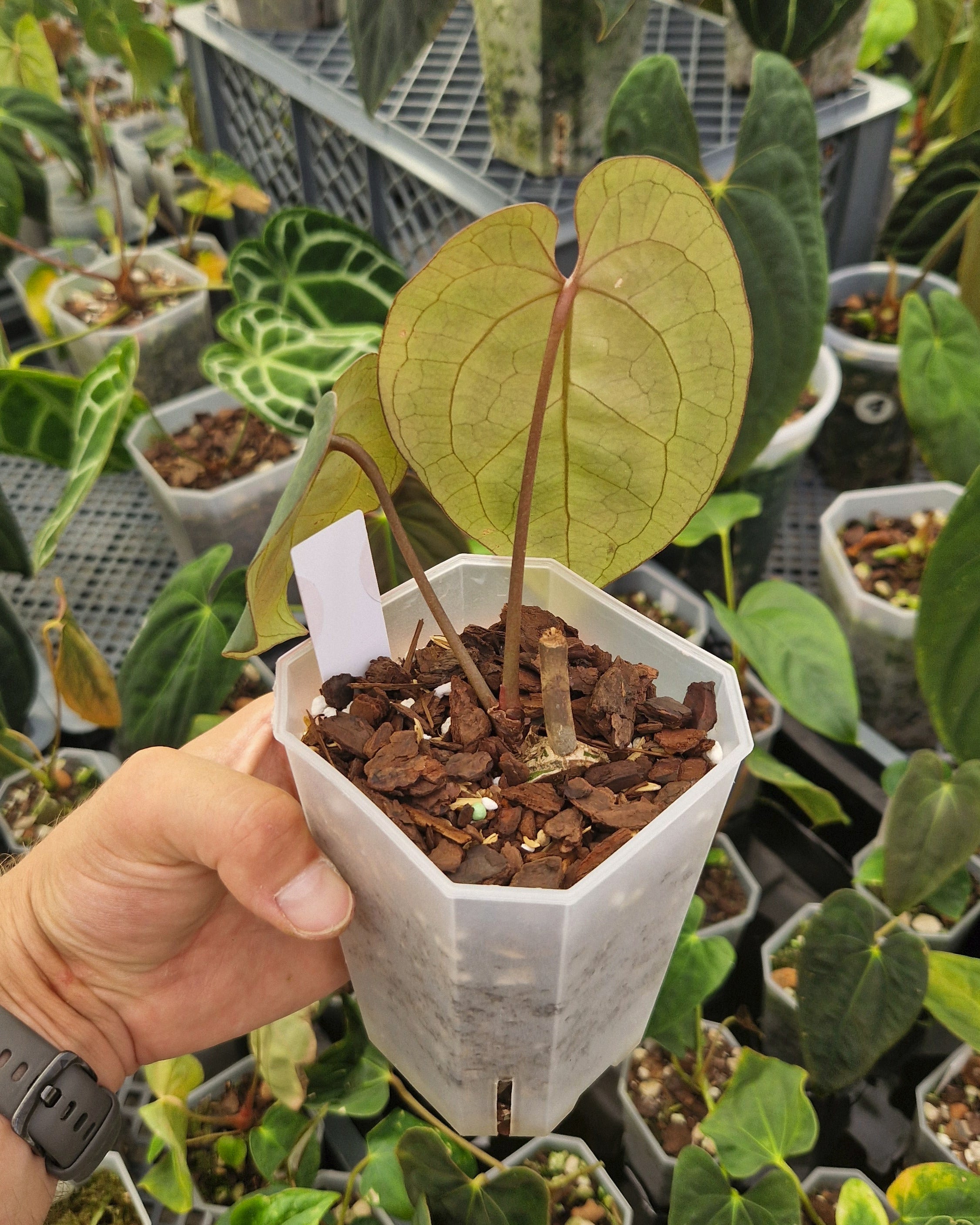 Anthurium 'Ace of Spades' Dark Form