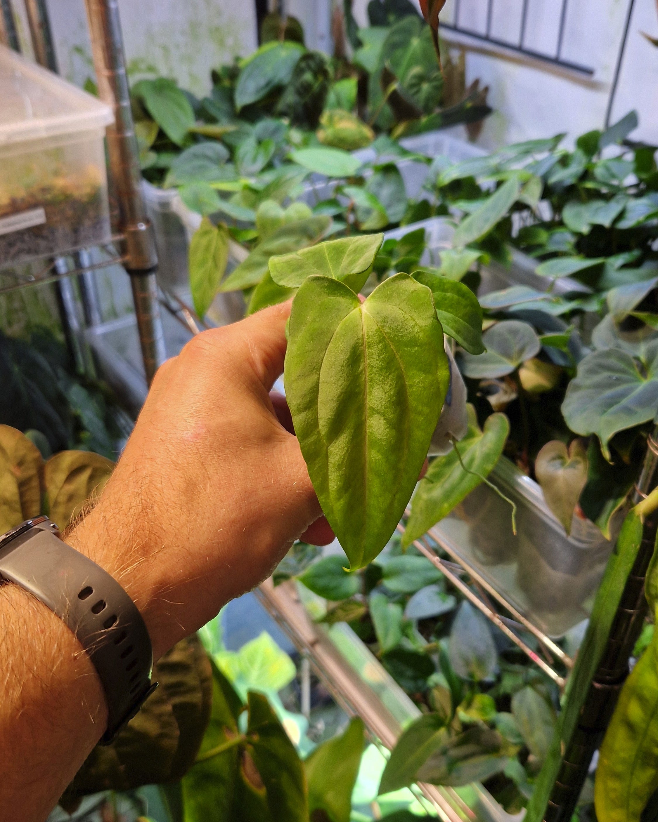 Anthurium papillilaminum Fort Sherman x carlablackiae T5