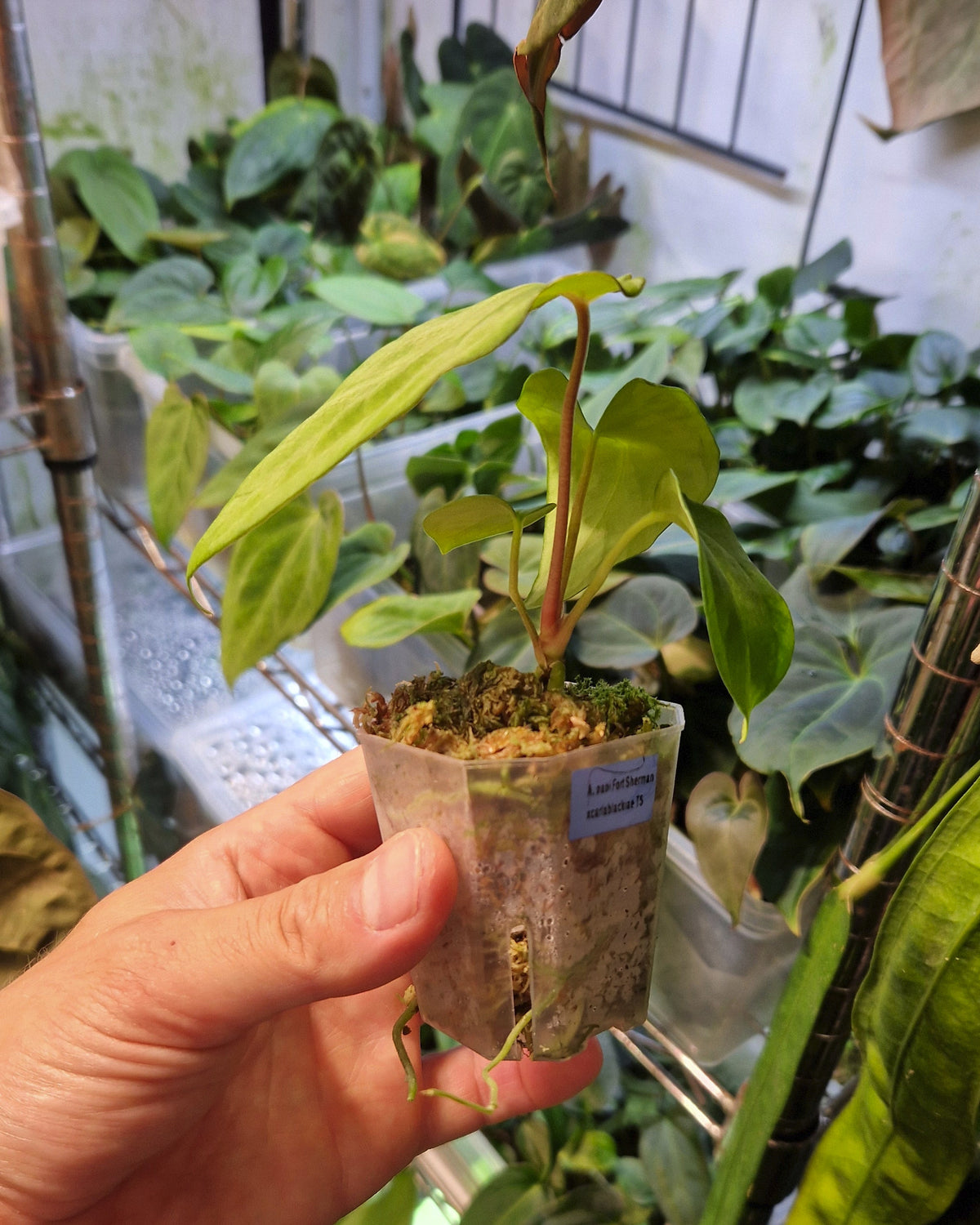 Anthurium papillilaminum Fort Sherman x carlablackiae T5