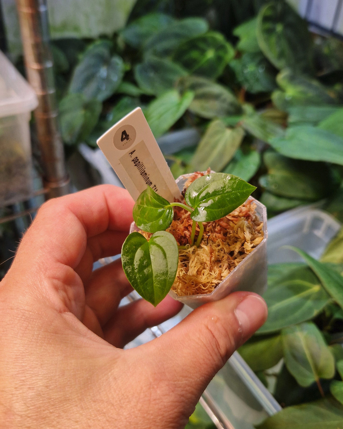 Anthurium papillilaminum T11 x dressleri T1