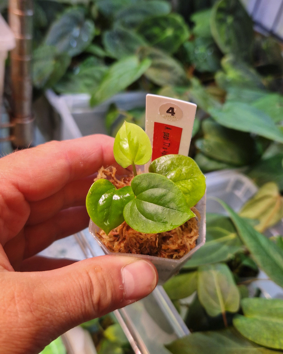 Anthurium papillilaminum T7 x kunayalense T1