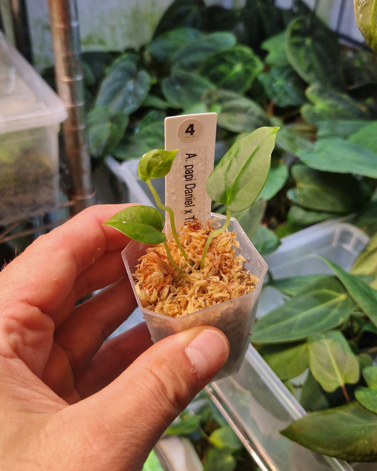 Anthurium papillilaminum Daniel x papillilaminum T5