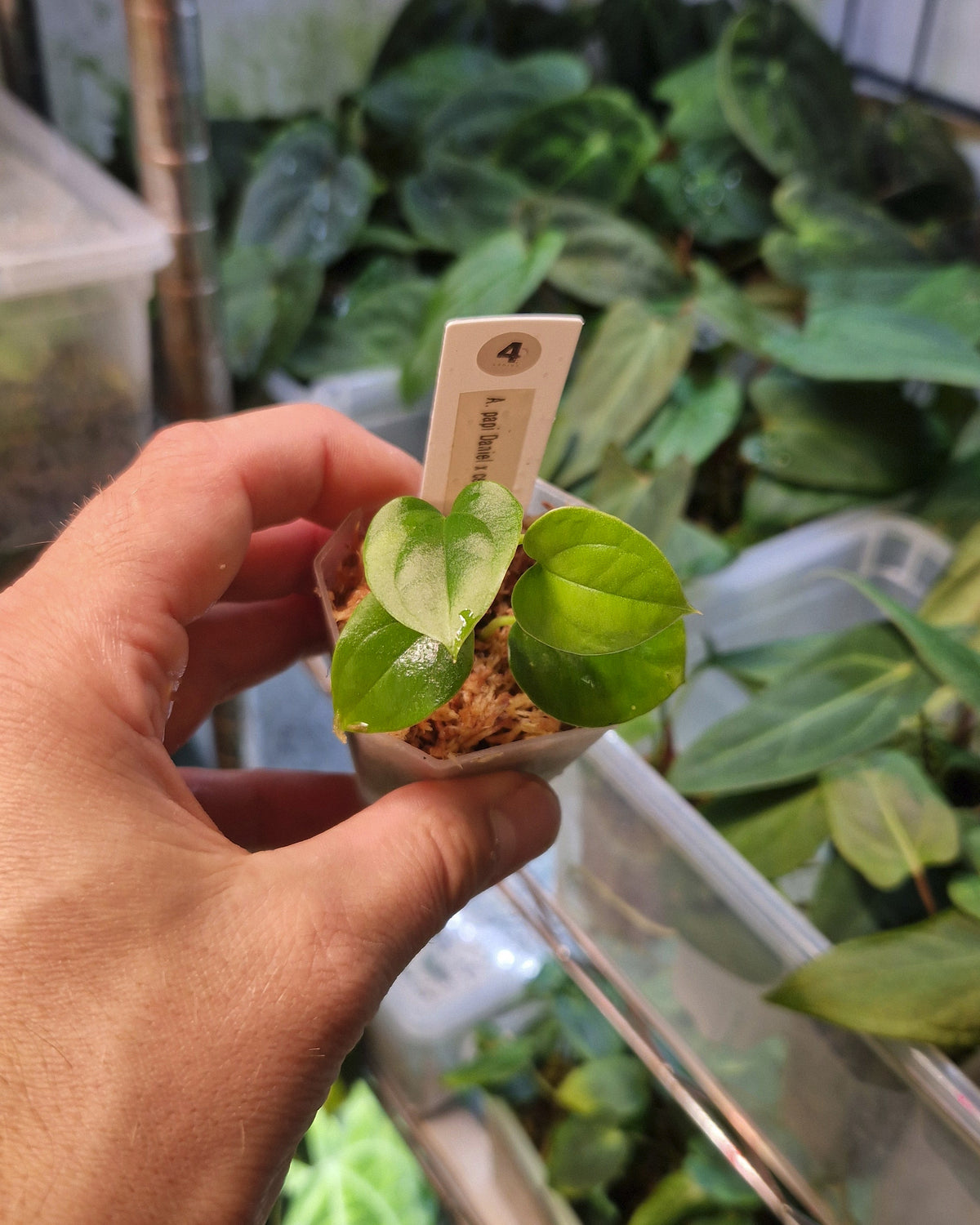 Anthurium papillilaminum Daniel x cerrocampanense wide sinus