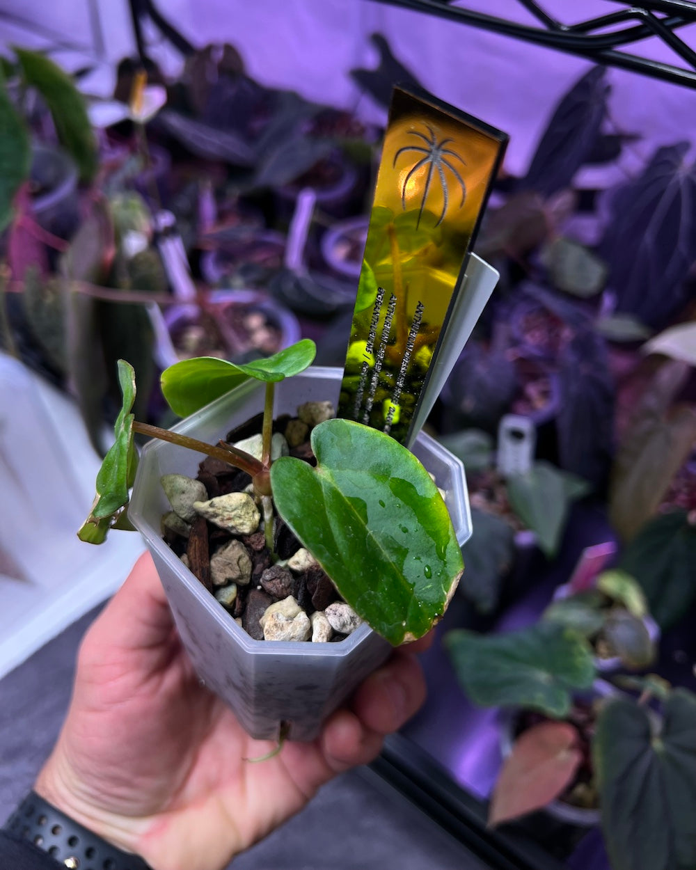 Anthurium dressleri RG F2 Dark Clone x carlablackiae GPH 001
