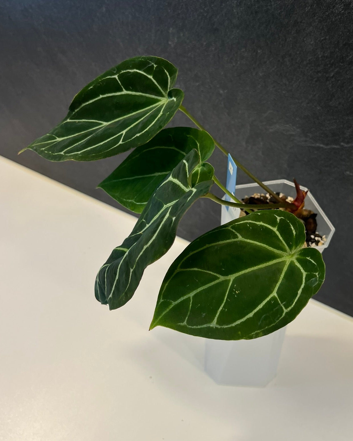 Anthurium Zara x Odin