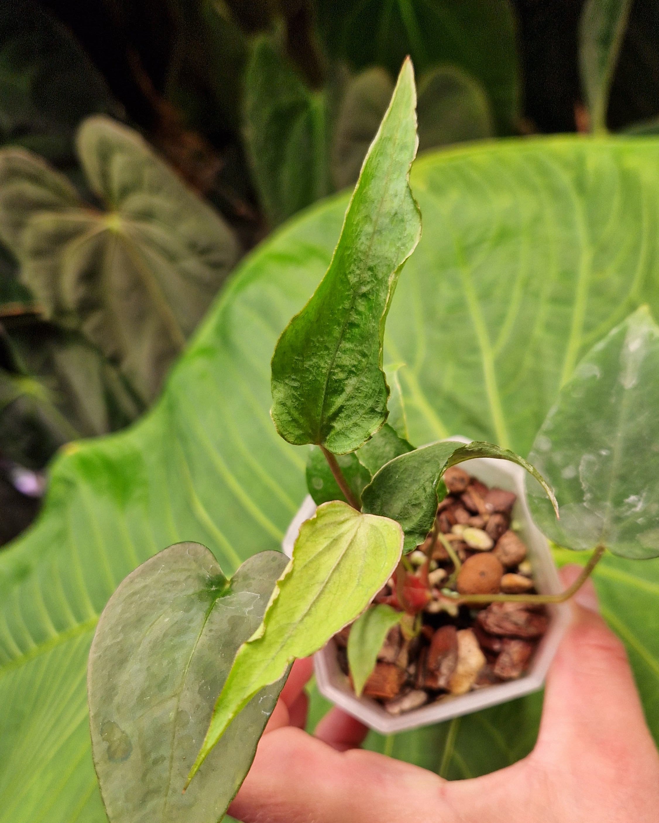 Anthurium Magnificum x Papillilaminum Daniel - Mutation
