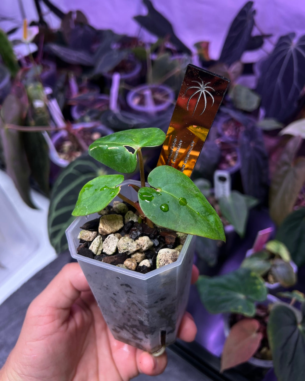 Anthurium dressleri RG F2 Dark Clone x carlablackiae GPH 001