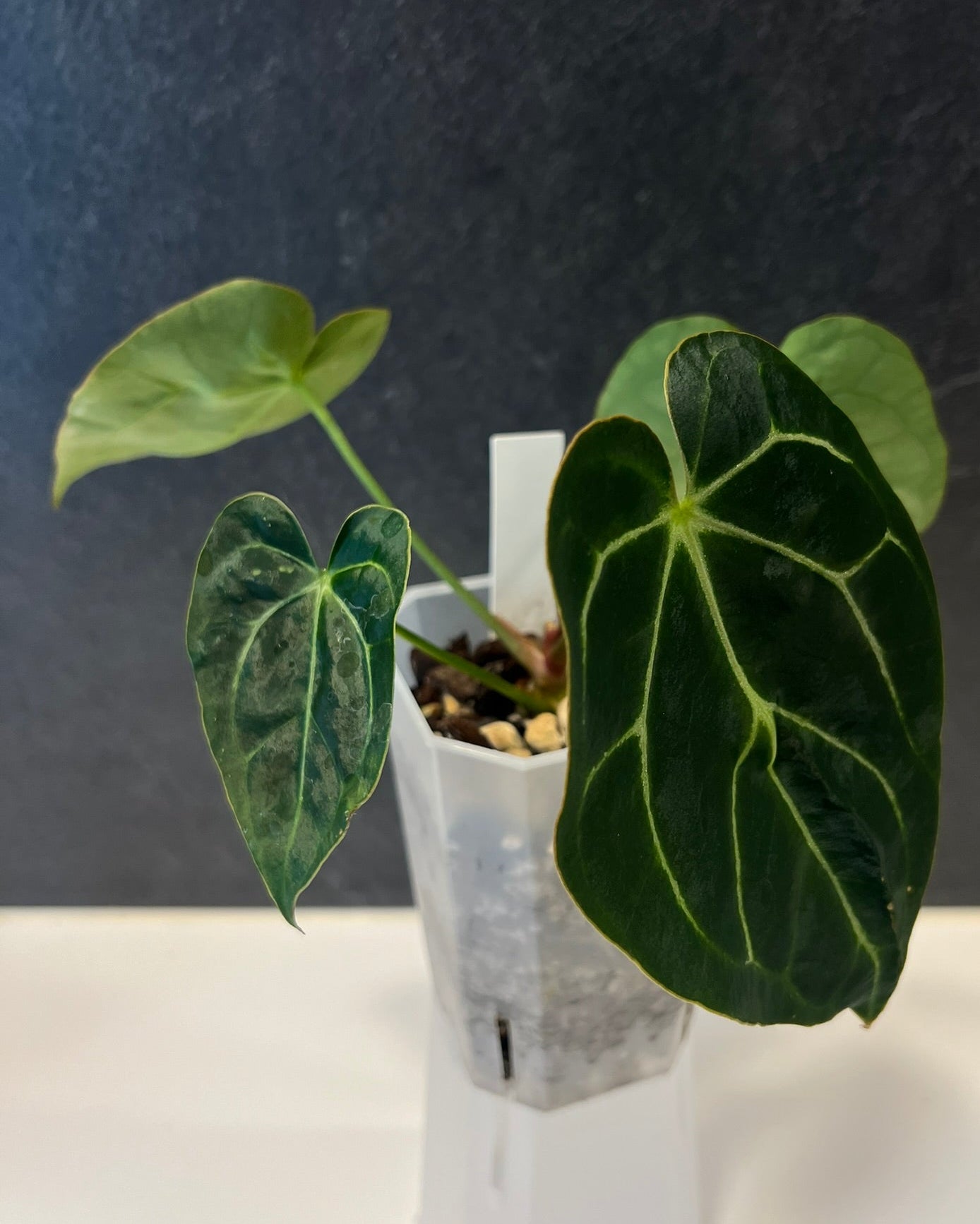 Anthurium carlablackiae District x Odin