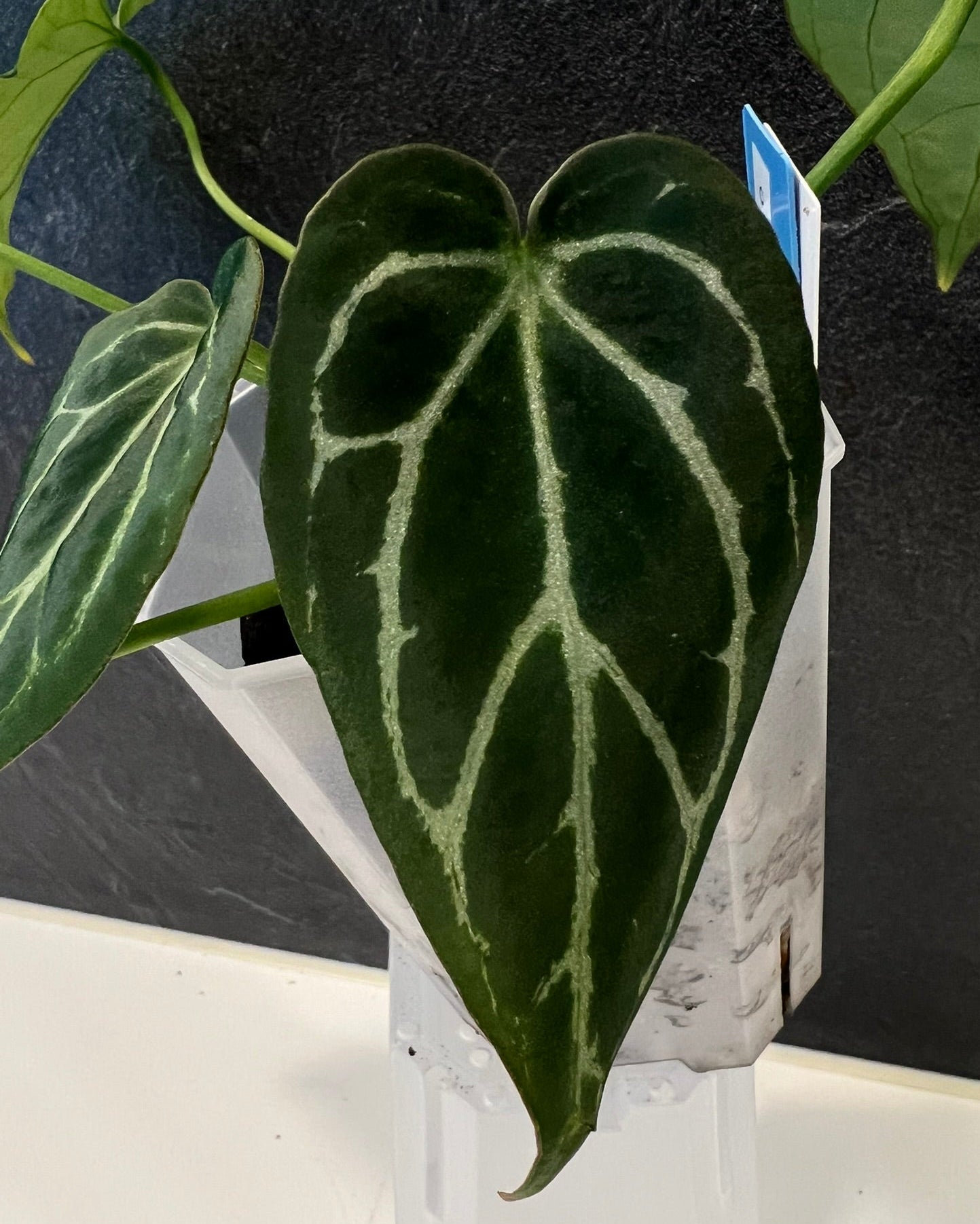 Anthurium Zara x Odin