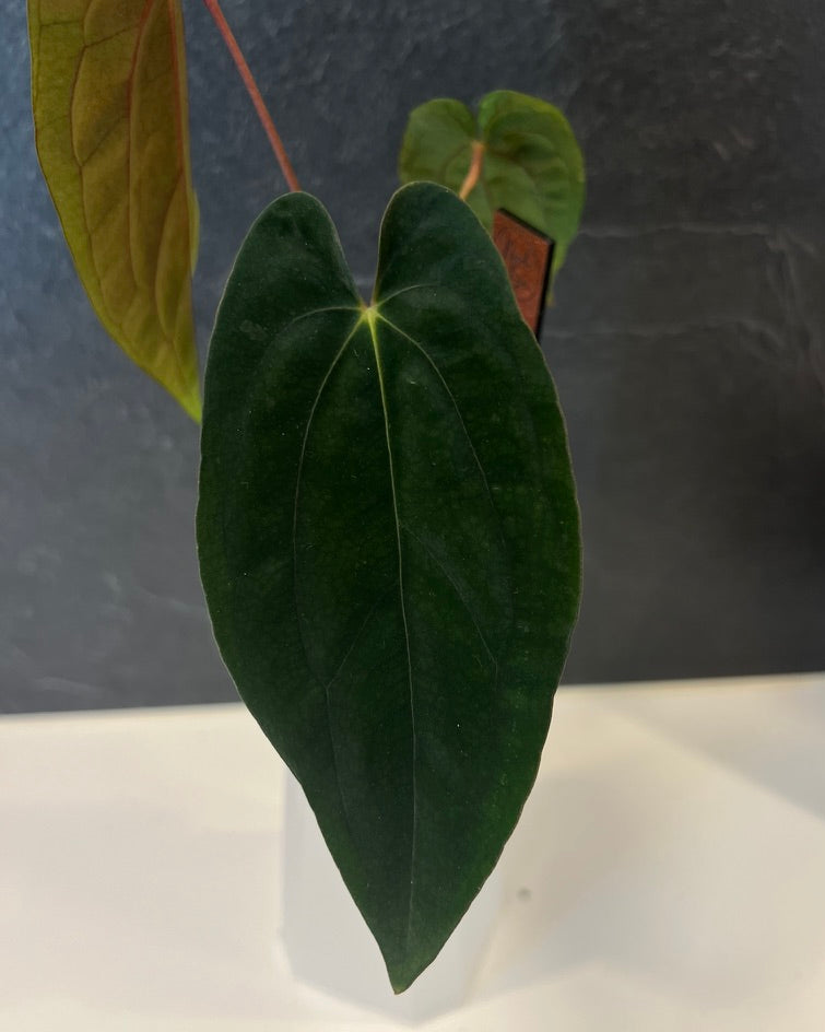 Anthurium papillilaminum Rick James S1