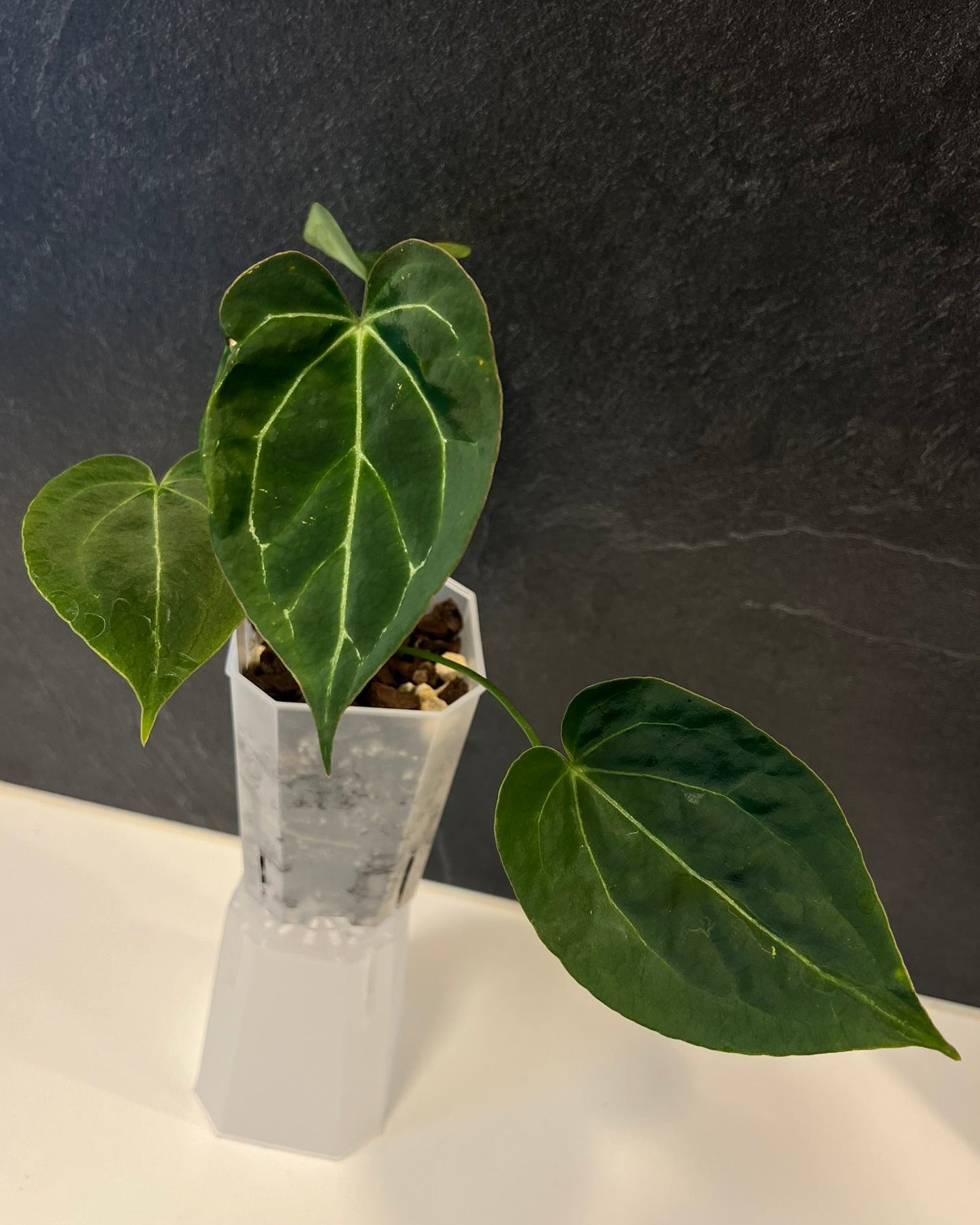 Anthurium Stripey x Odin