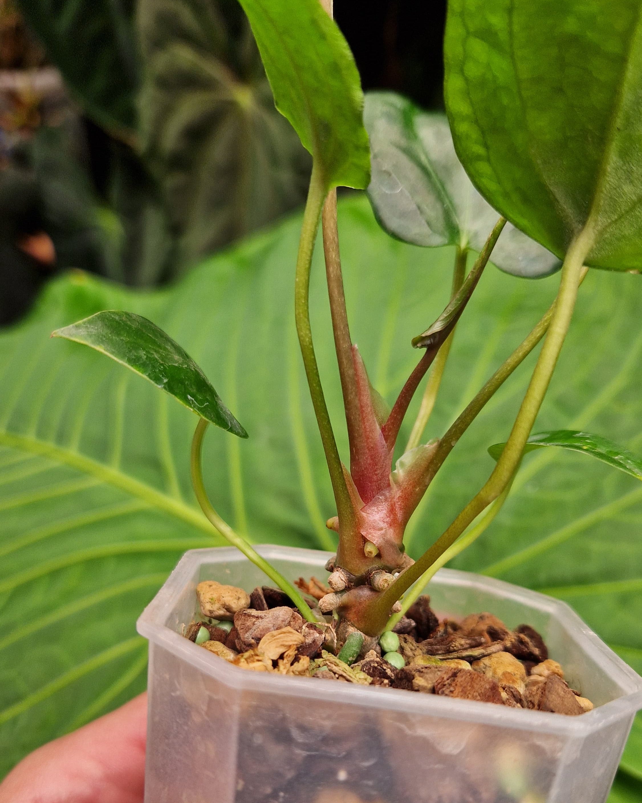 Anthurium Magnificum x Papillilaminum Daniel - Mutation