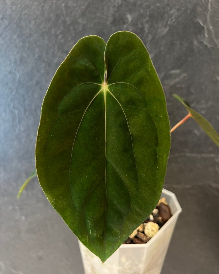 Anthurium papillilaminum Rick James S1