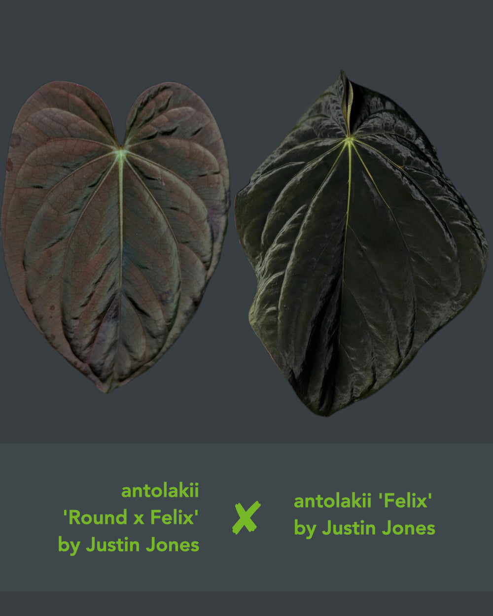 Anthurium antolakii (Round x Felix) x Felix